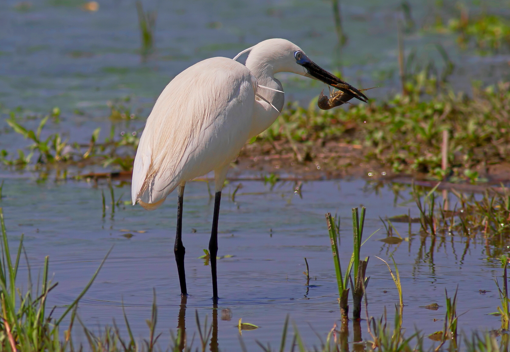 Garzetta:Oggi Gambero