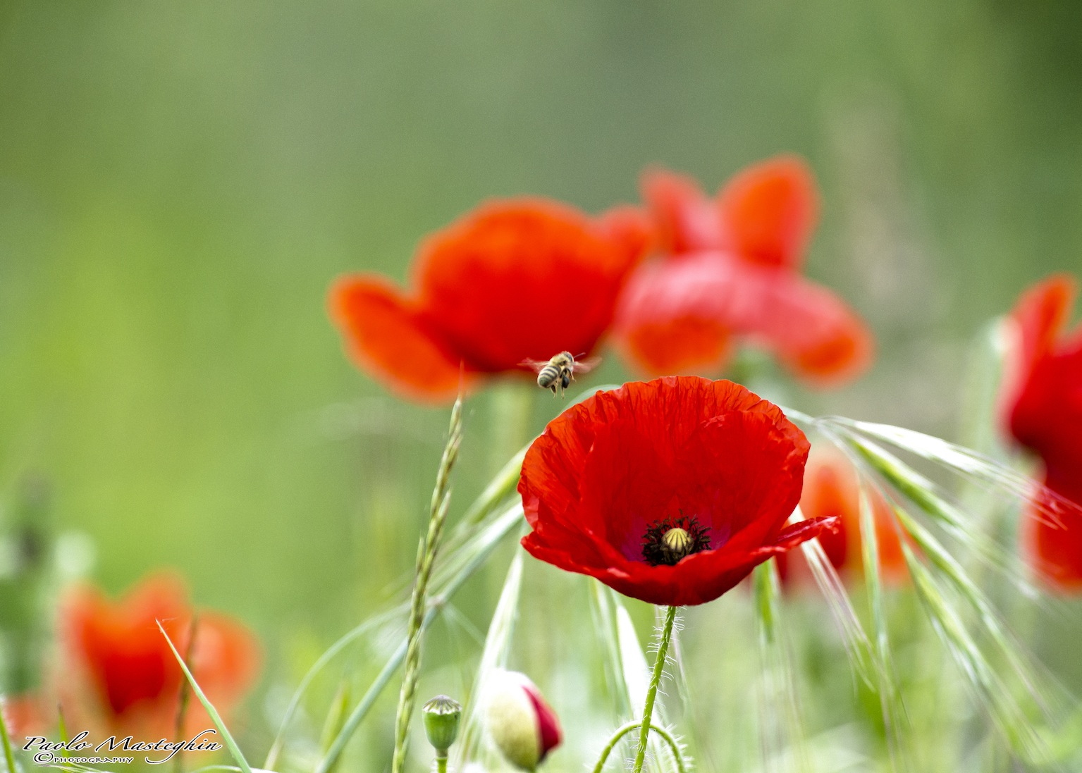 I colori della primavera.