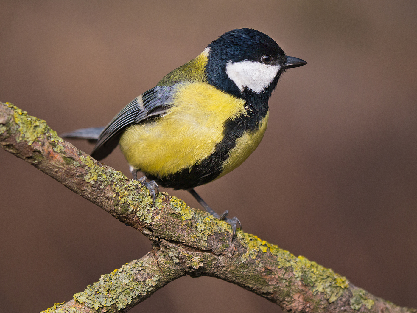 Great Tit
