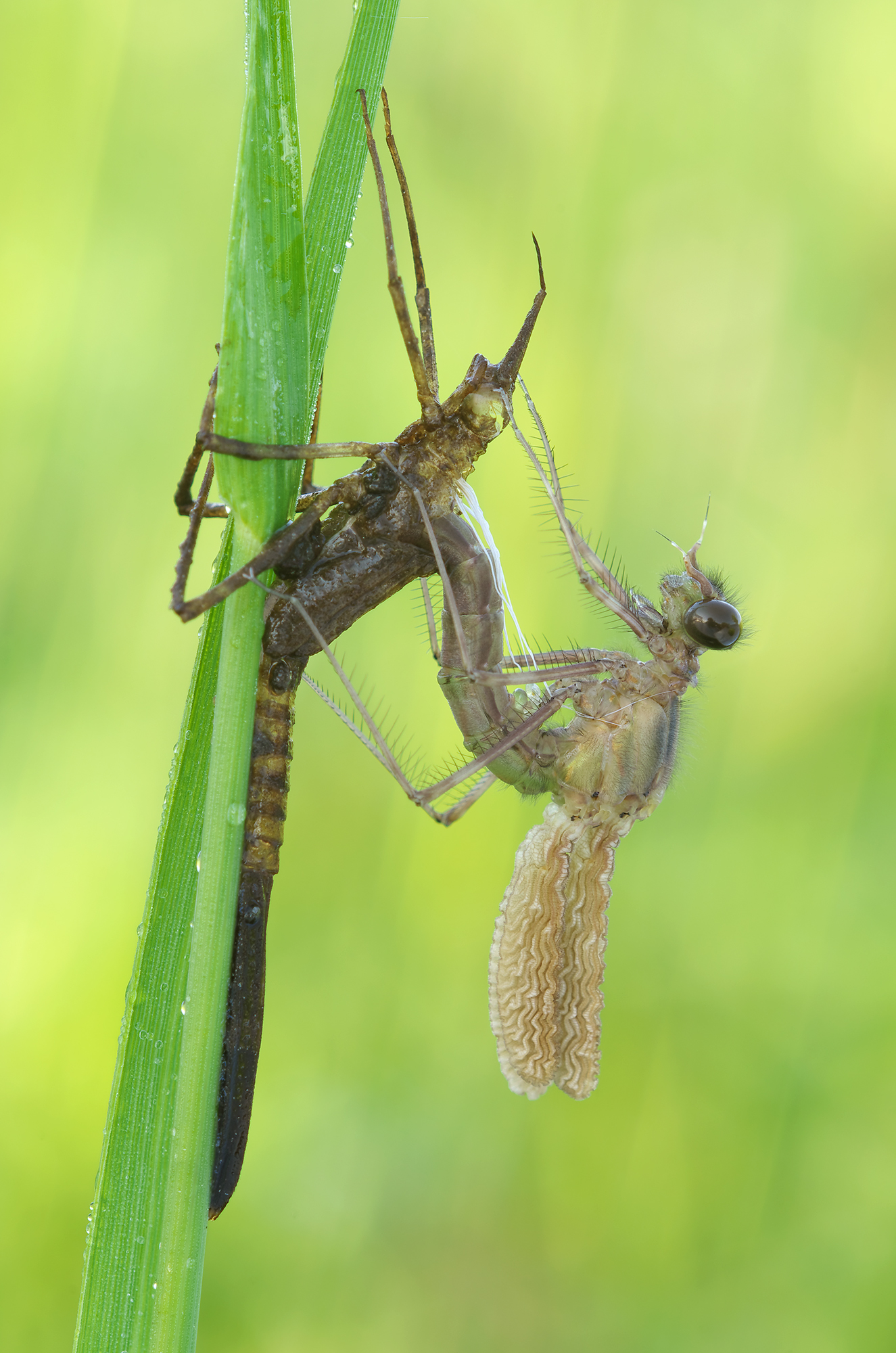 Calopteryx splendens