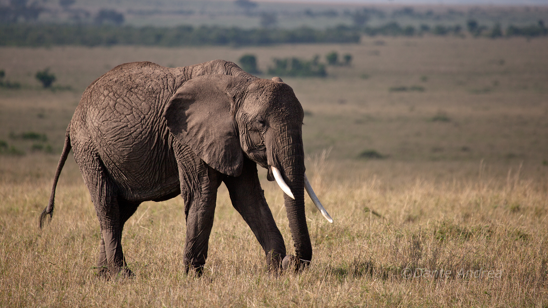 Elephant at the Mara