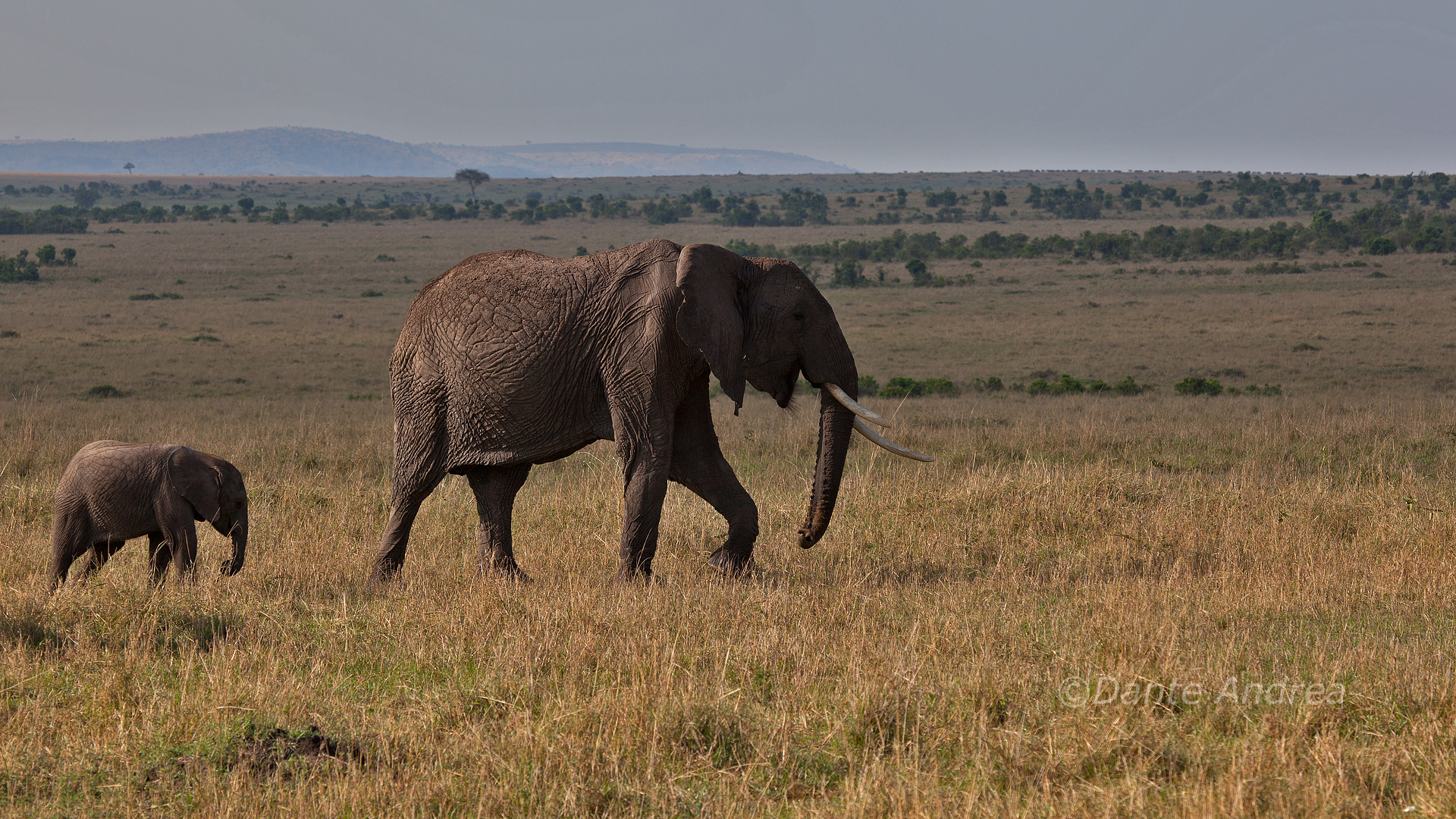 Elephants at the Mara