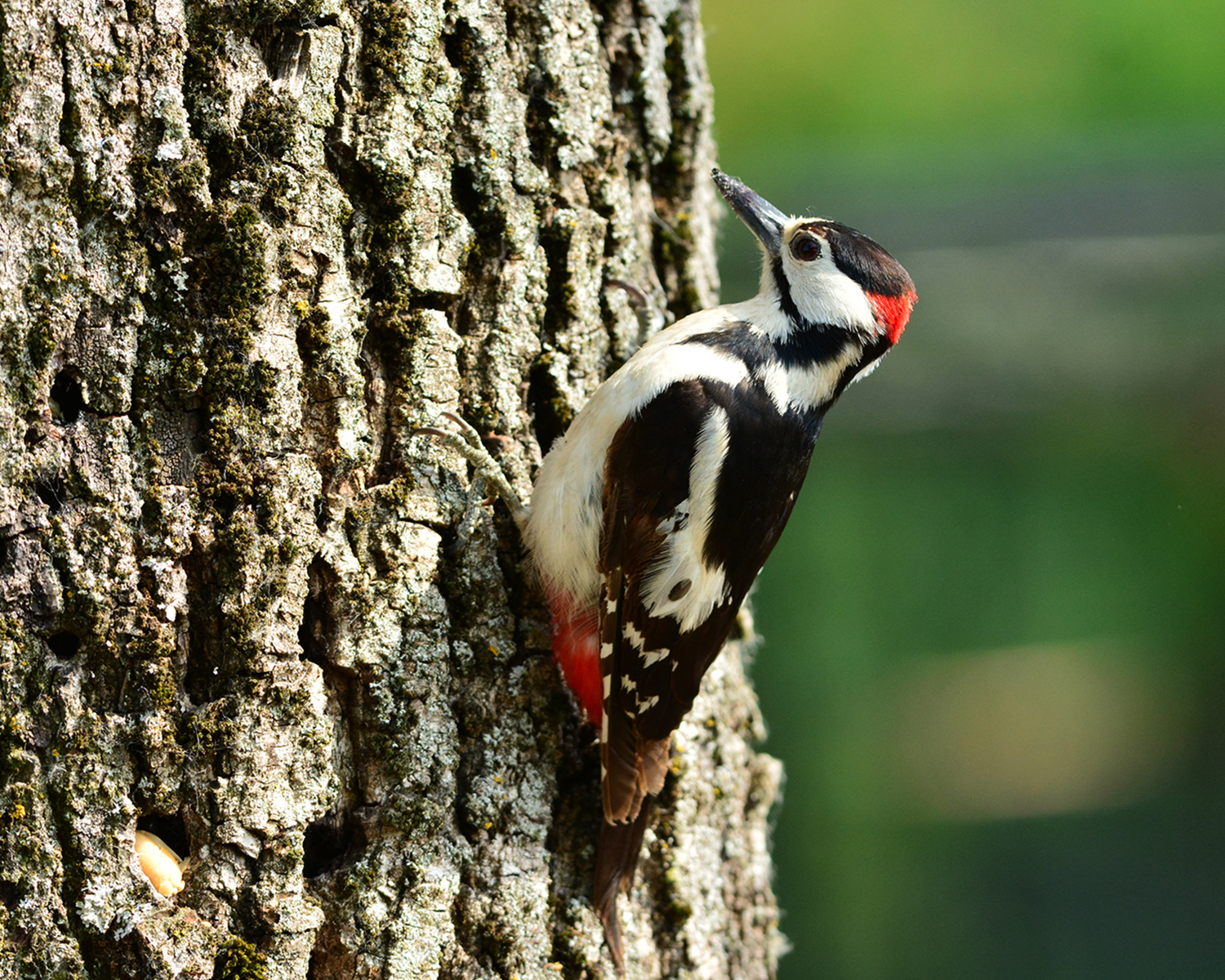 picchio rosso maggiore frequentatore di orti