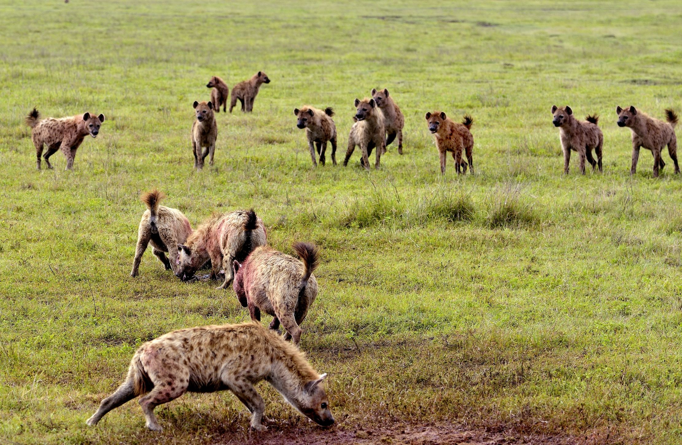 Iene si affollano attorno ad una preda catturata
