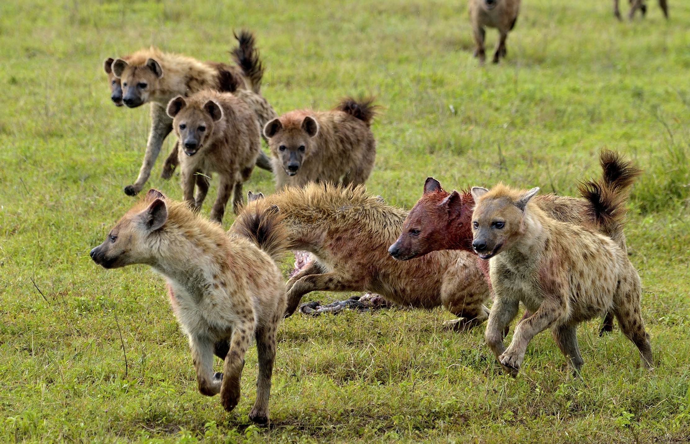 Iene si affollano attorno ad una preda catturata
