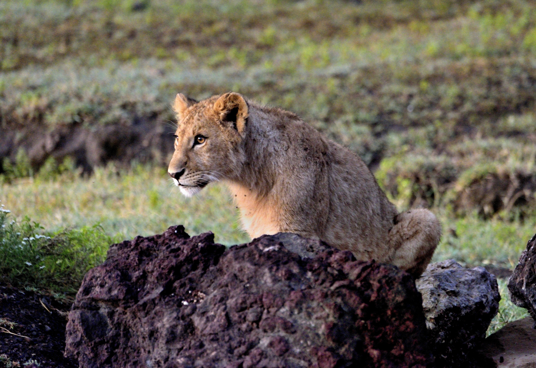 Ngorongoro Crater - cucciolo