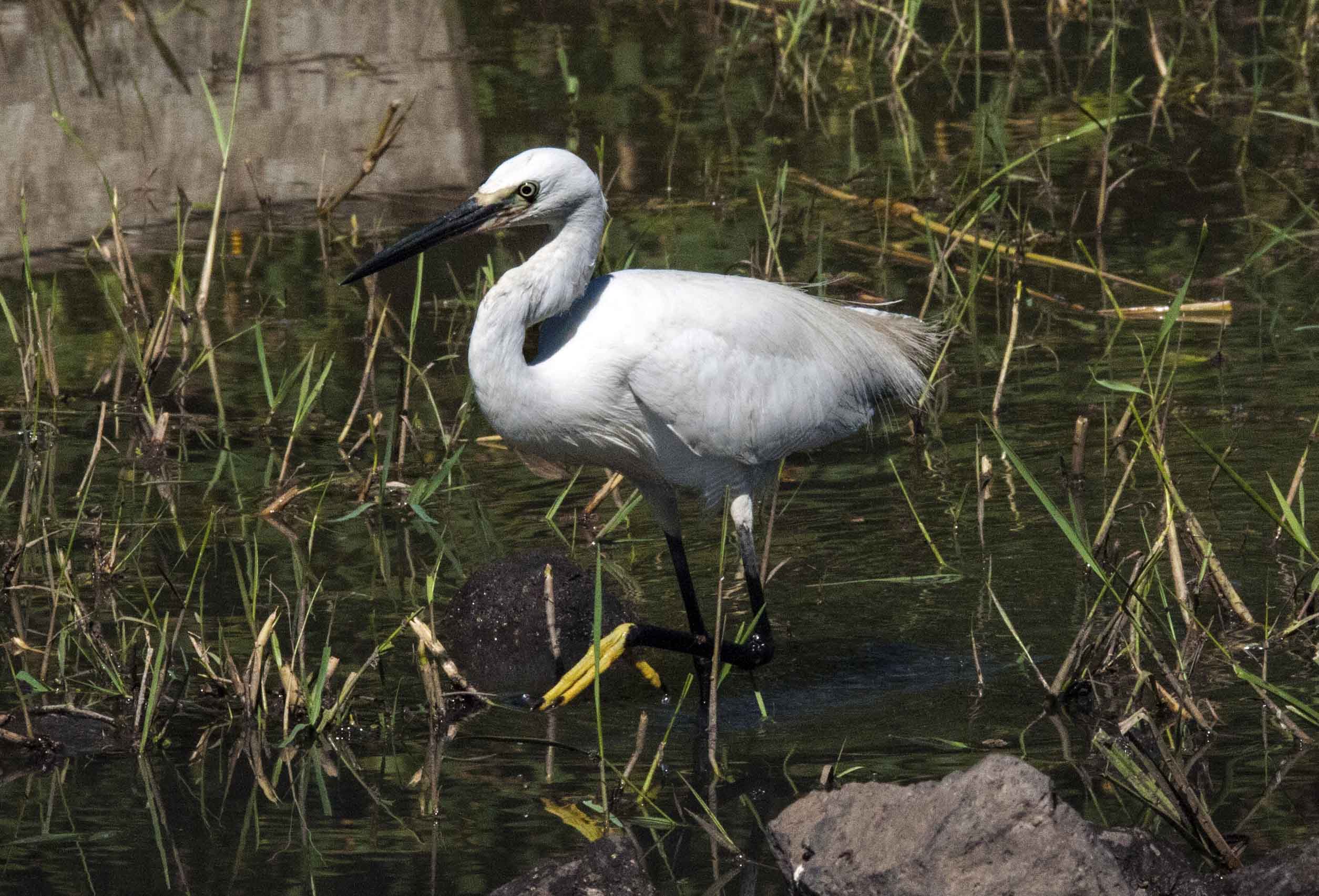 Egretta garzetta