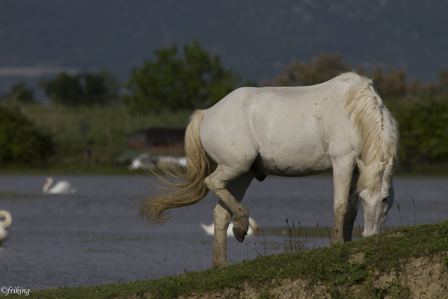 Isola della Cona mouth of the Isonzo