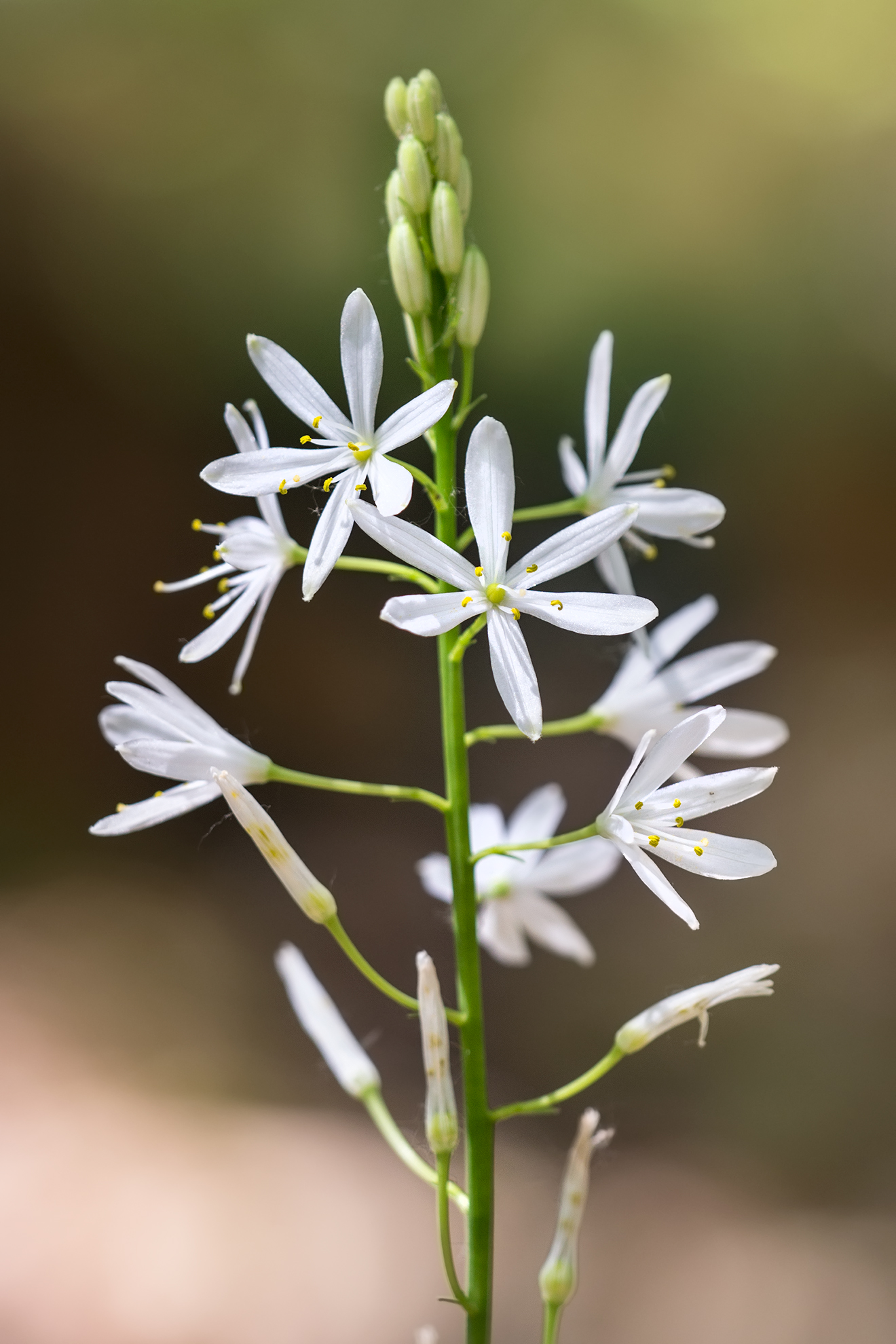 Asphodelus Fistolosus