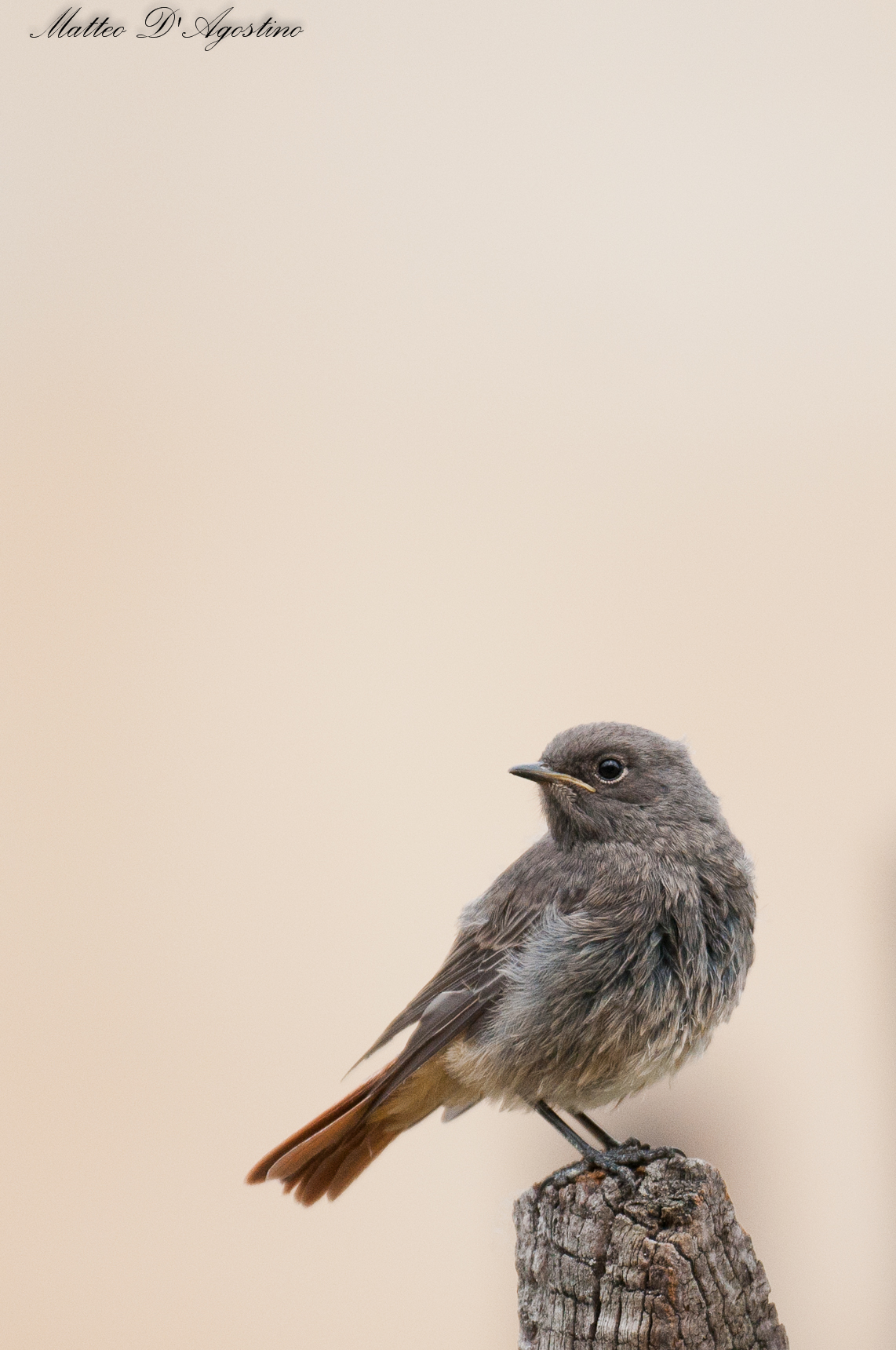 Pullo of Redstart