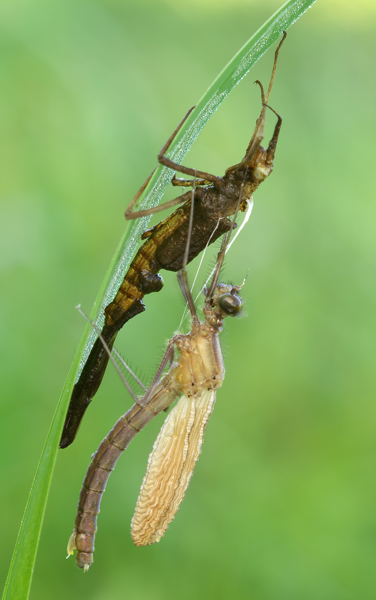 Calopteryx splendens