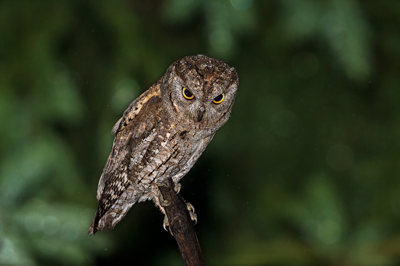 Screech Owl - Scoops Owl
