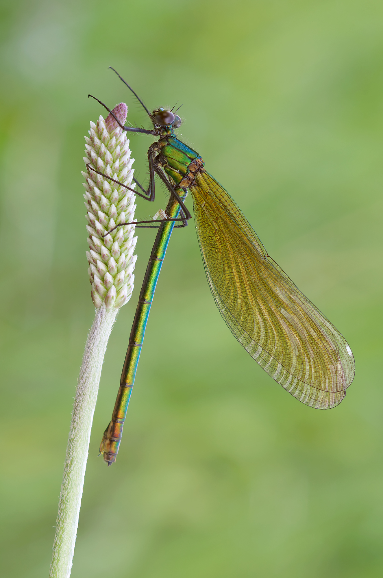Calopteryx splendens