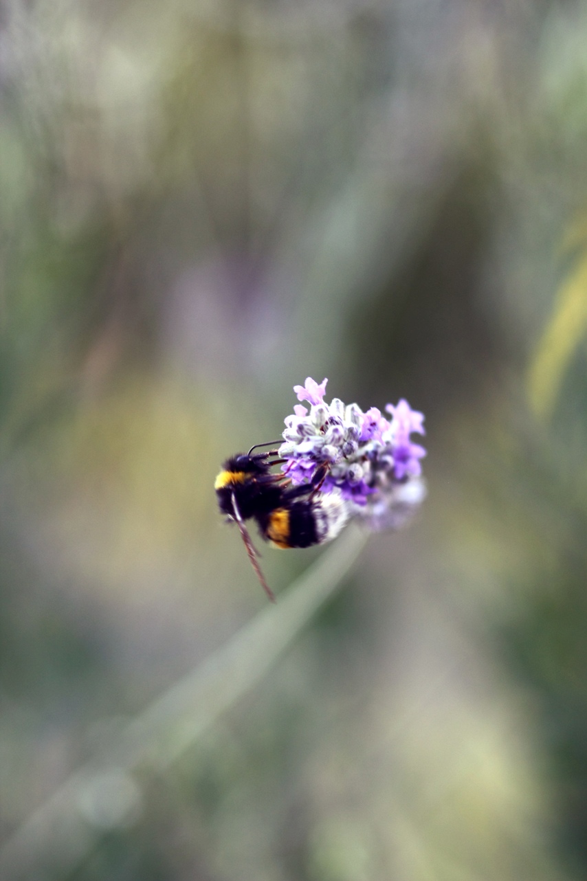 colazione acrobatica