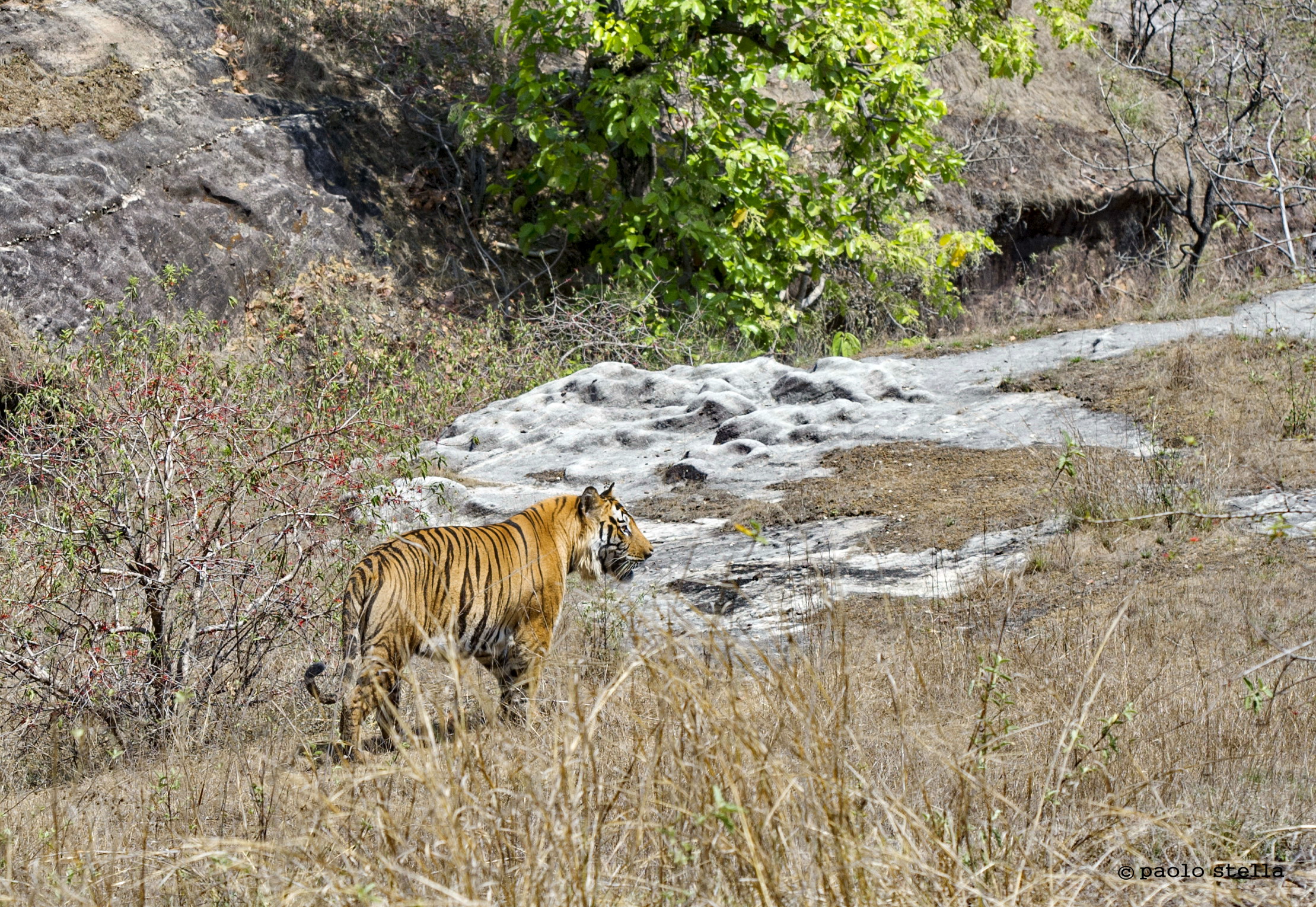 in the hot noon - Alpha Male