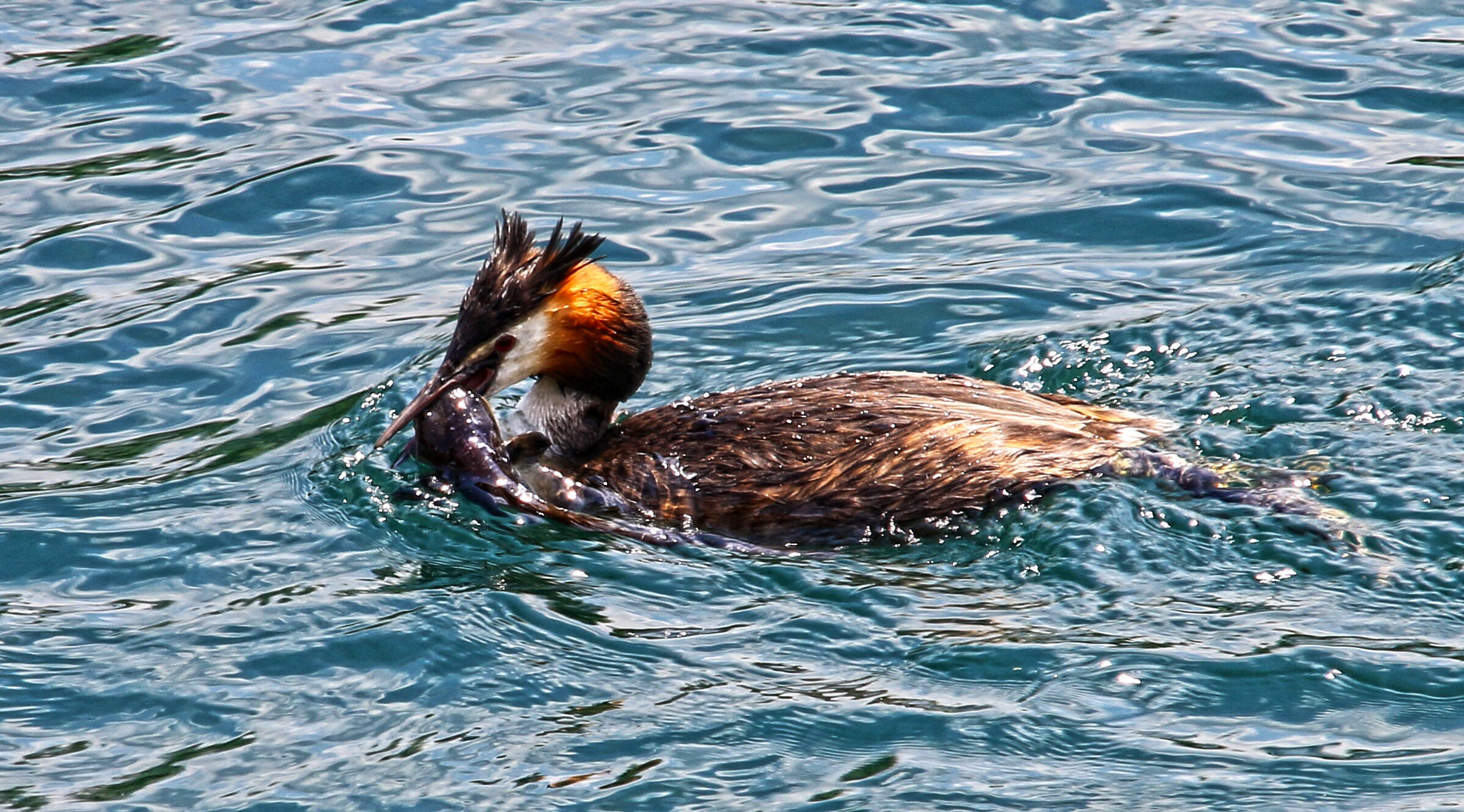 Sull'Adda  svasso con pesce gatto
