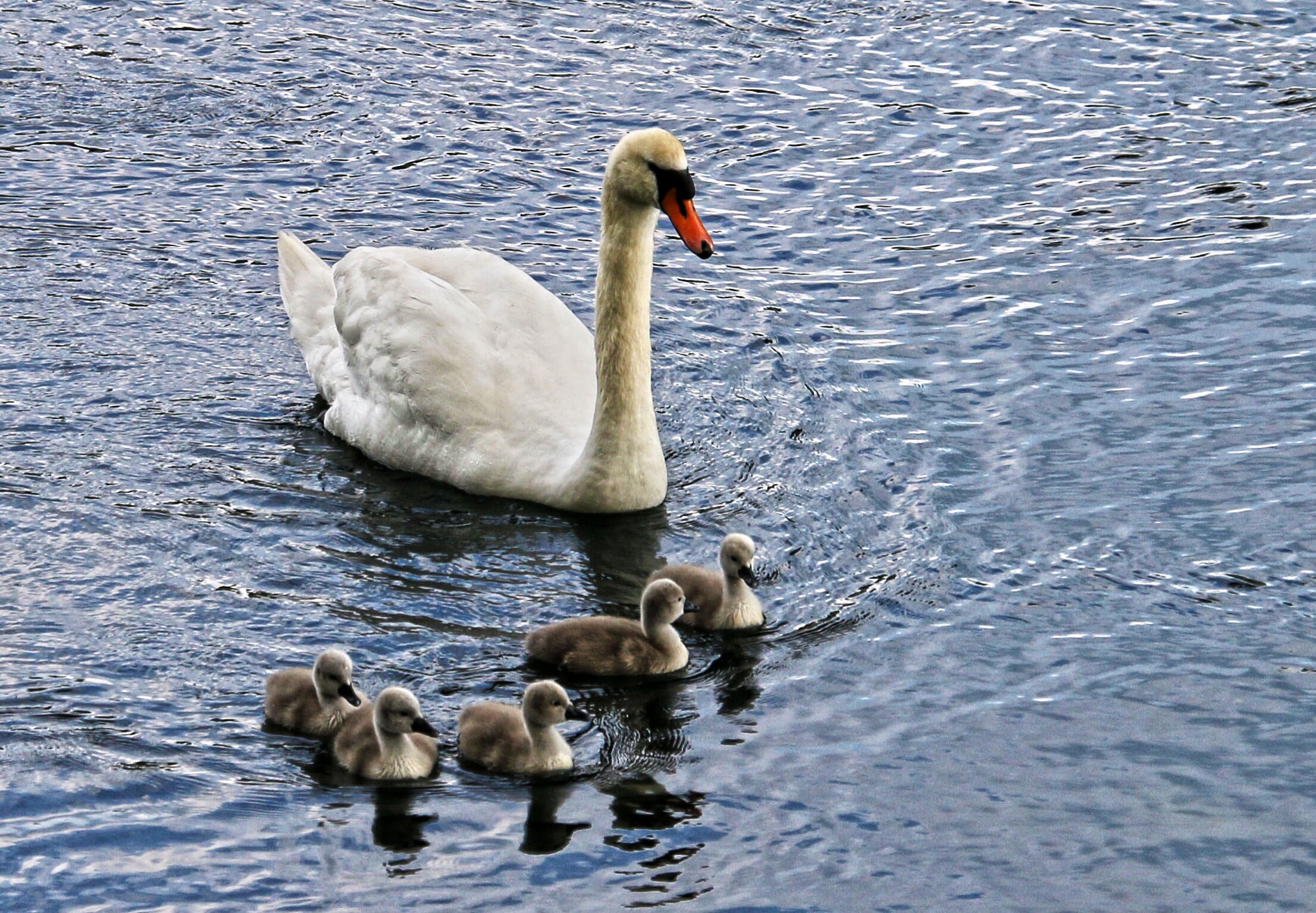 I brutti anatroccoli prime nuotate