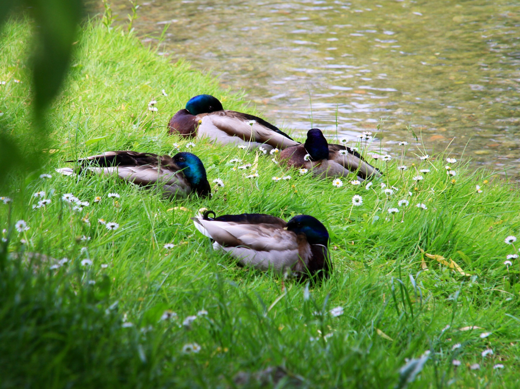 Penichella di germani