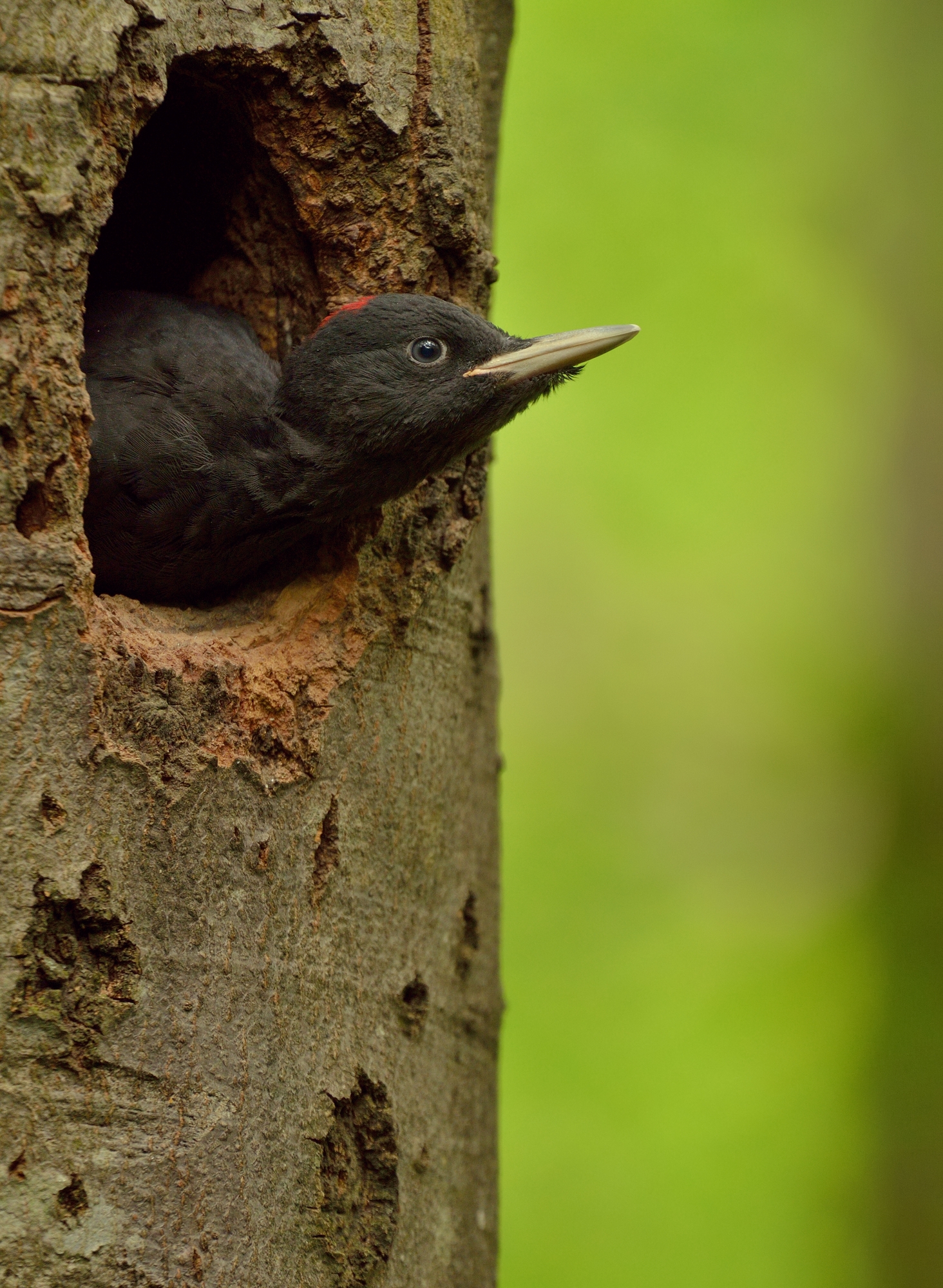 First views of the world