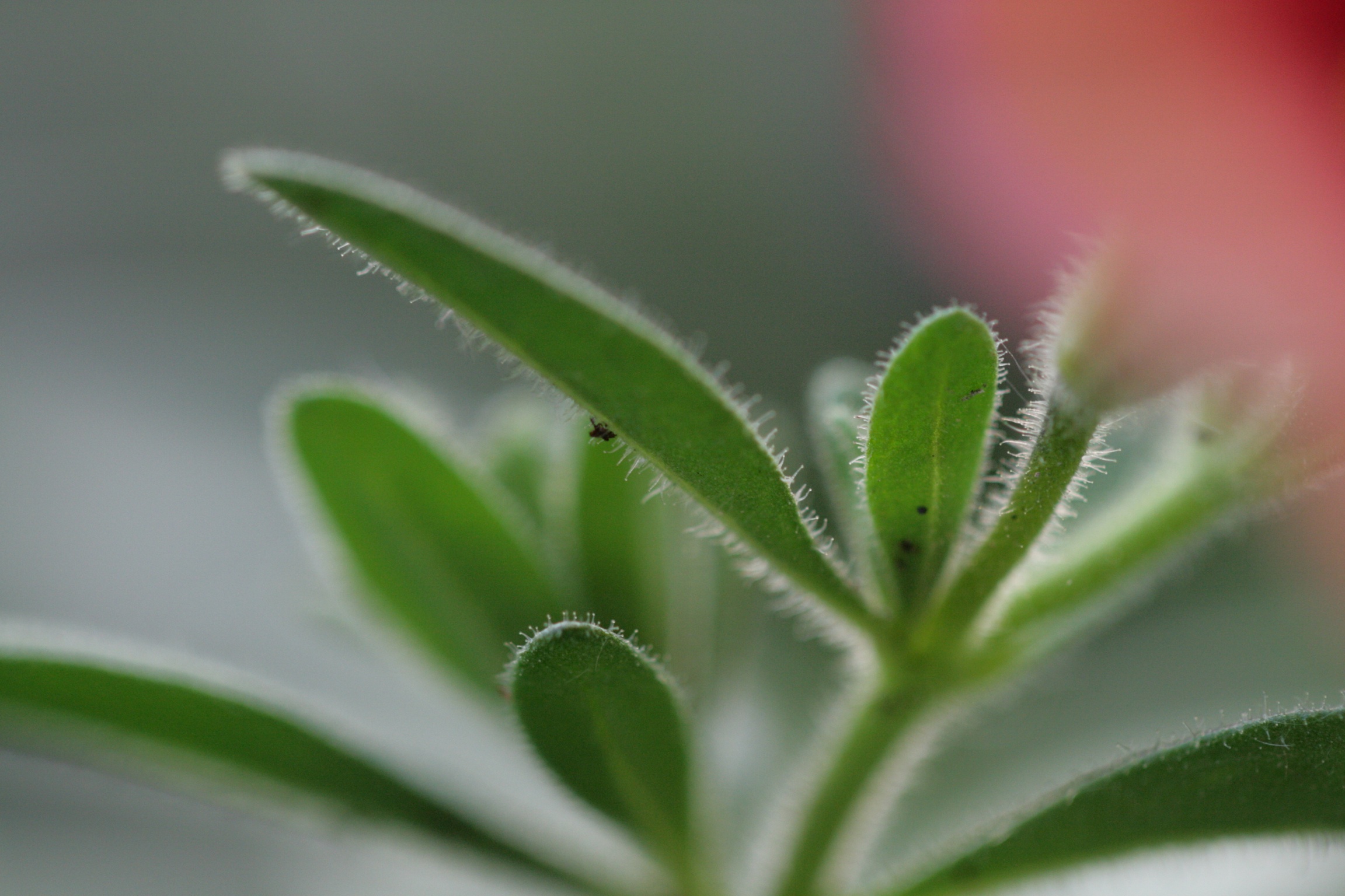 piccole meraviglie 3