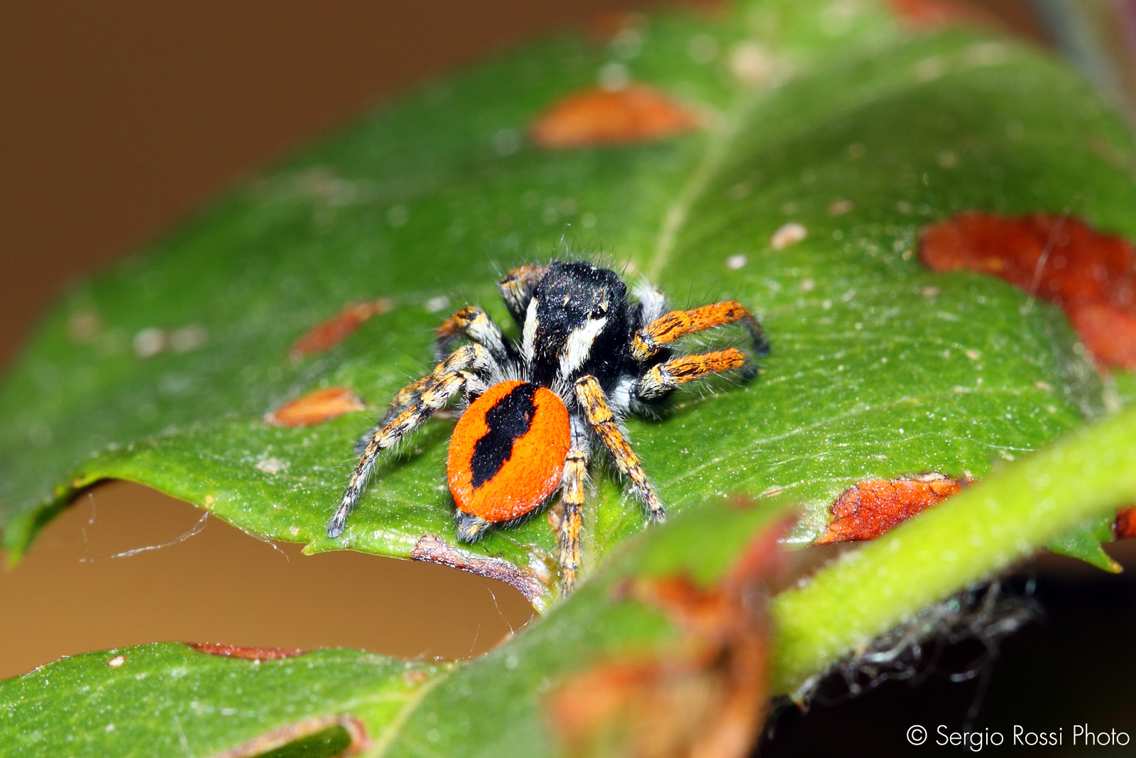 Spider camouflaged with leaf