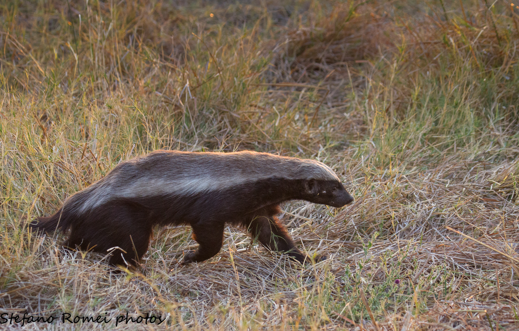 il fantasma della savana
