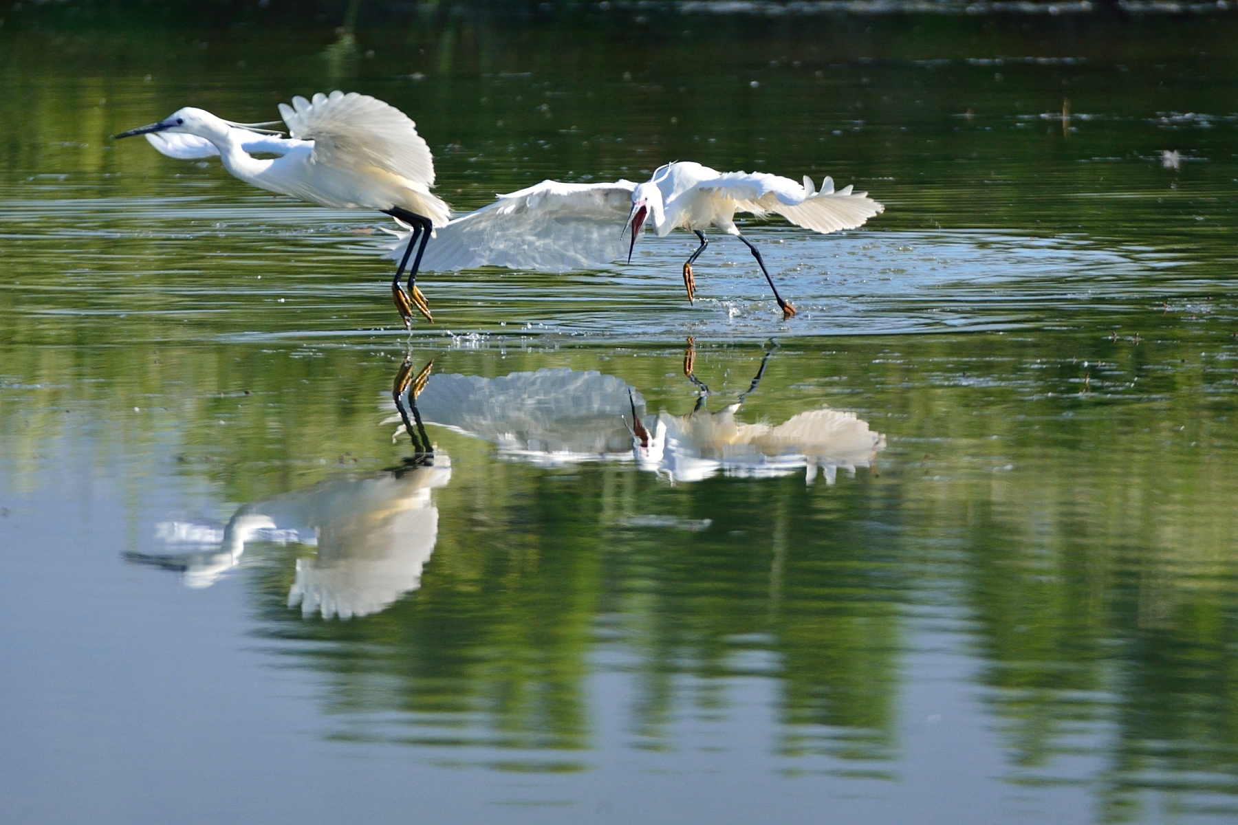 Schermaglie amorose tra garzette