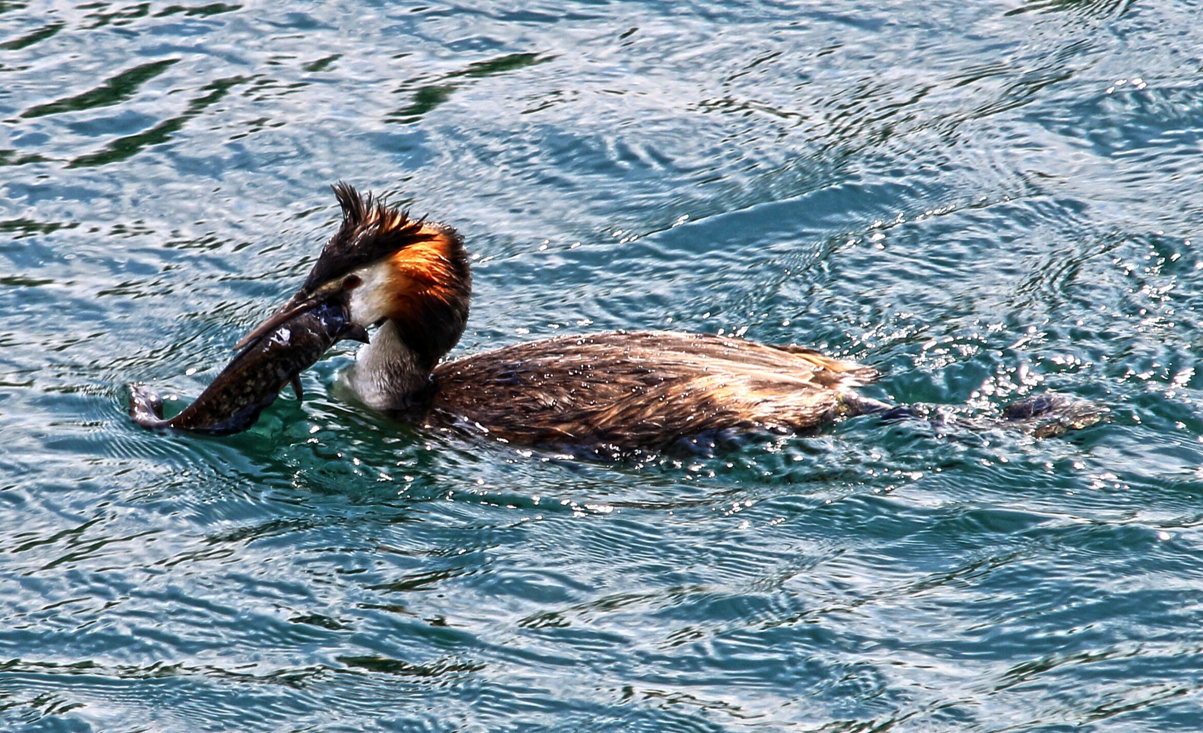 Svasso con pesce gatto. 2
