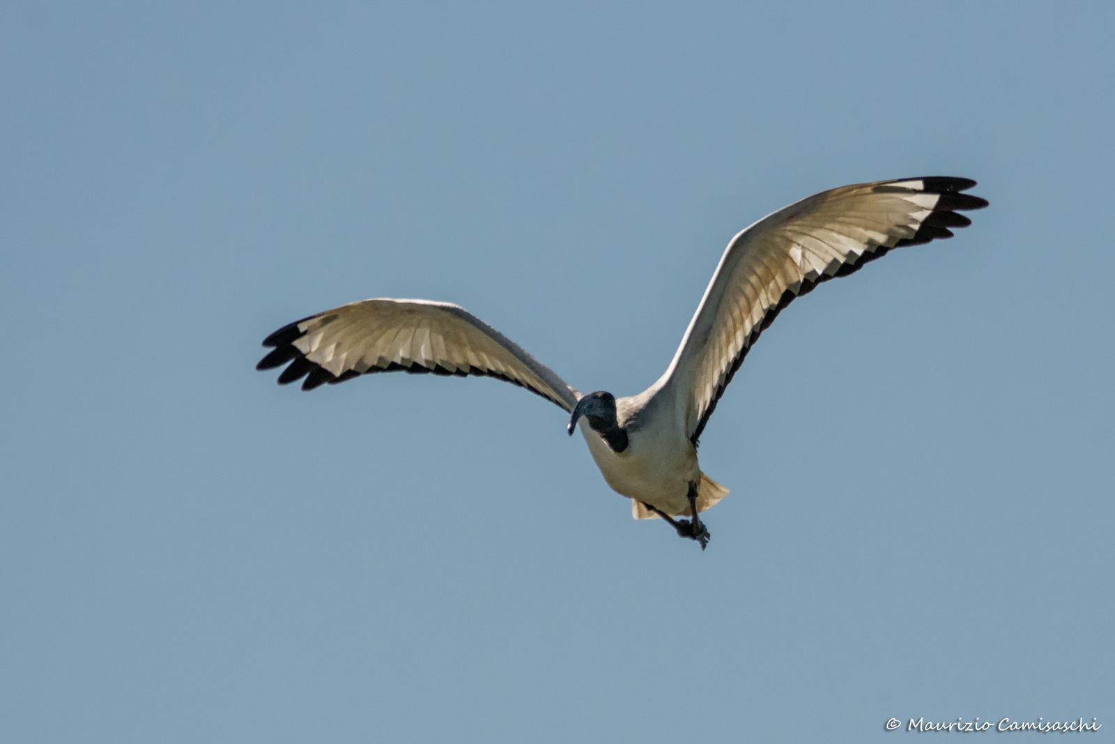 Ibis sacro in volo