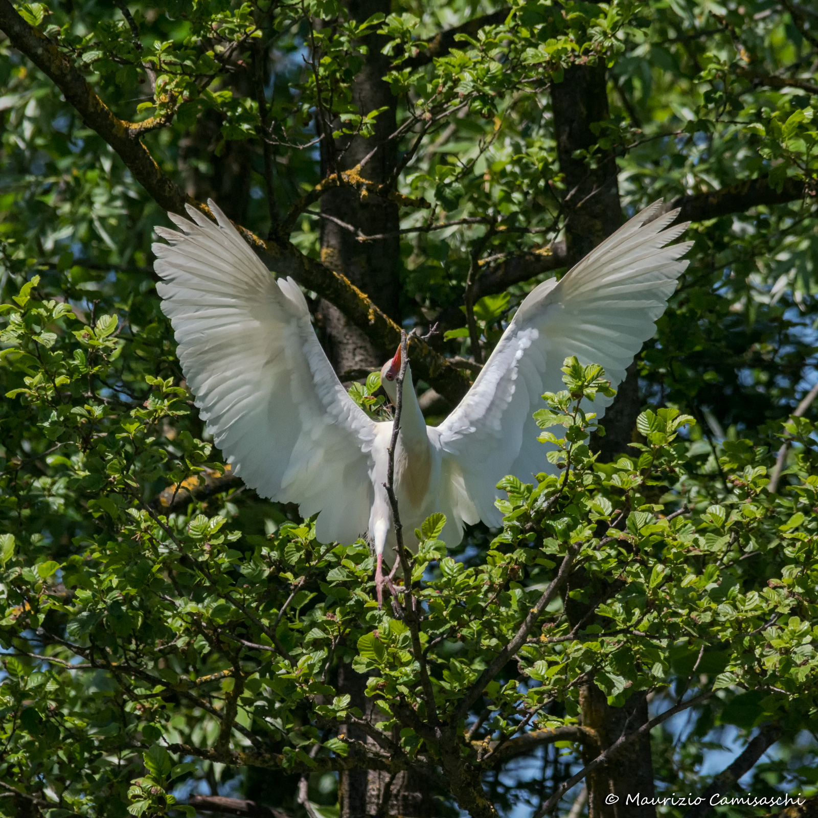 Egret at work