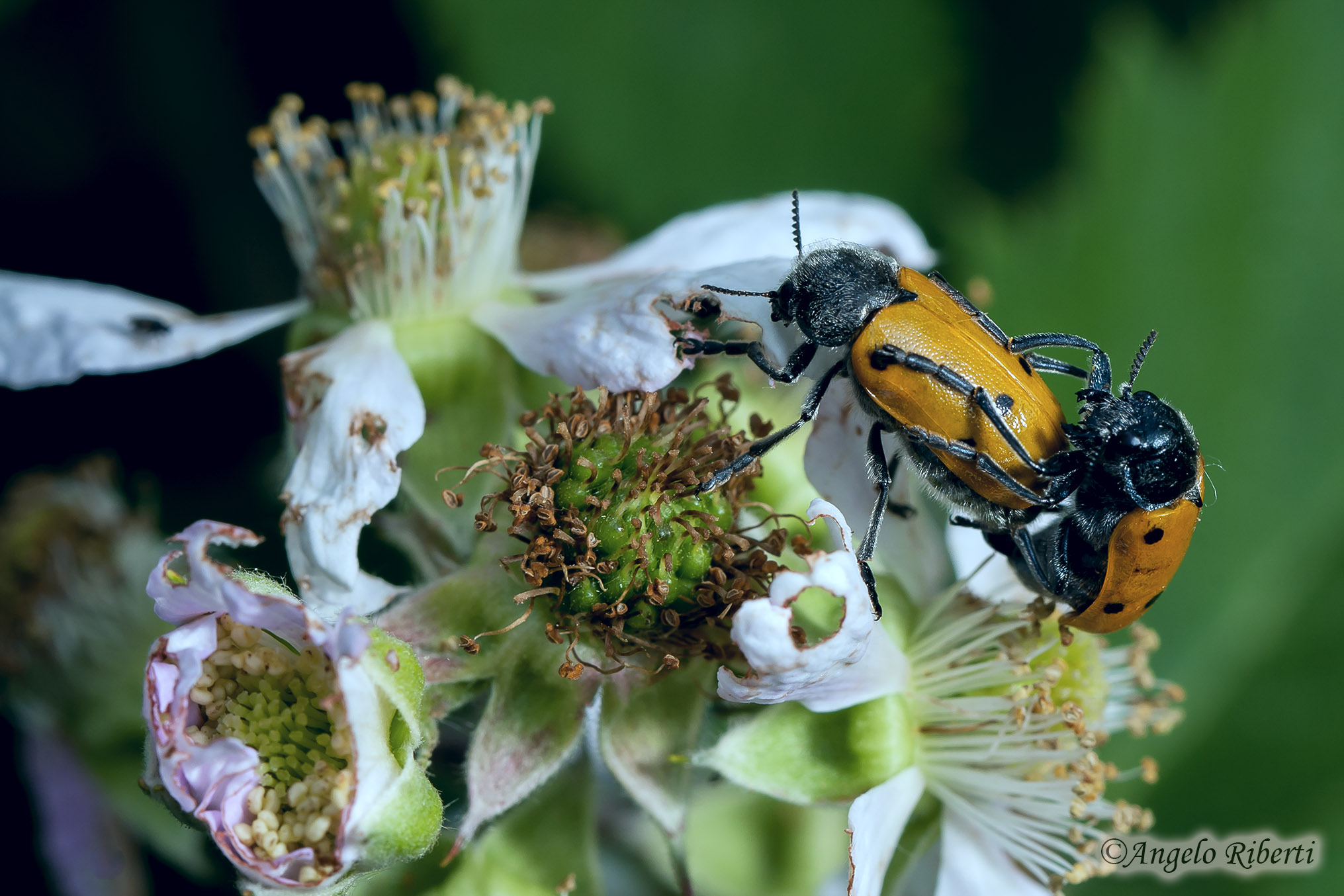 Vicini ... vicini !!