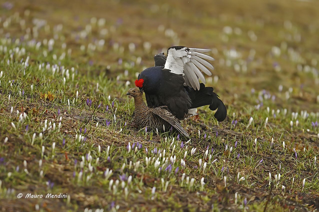 E sbocciato l'amore...