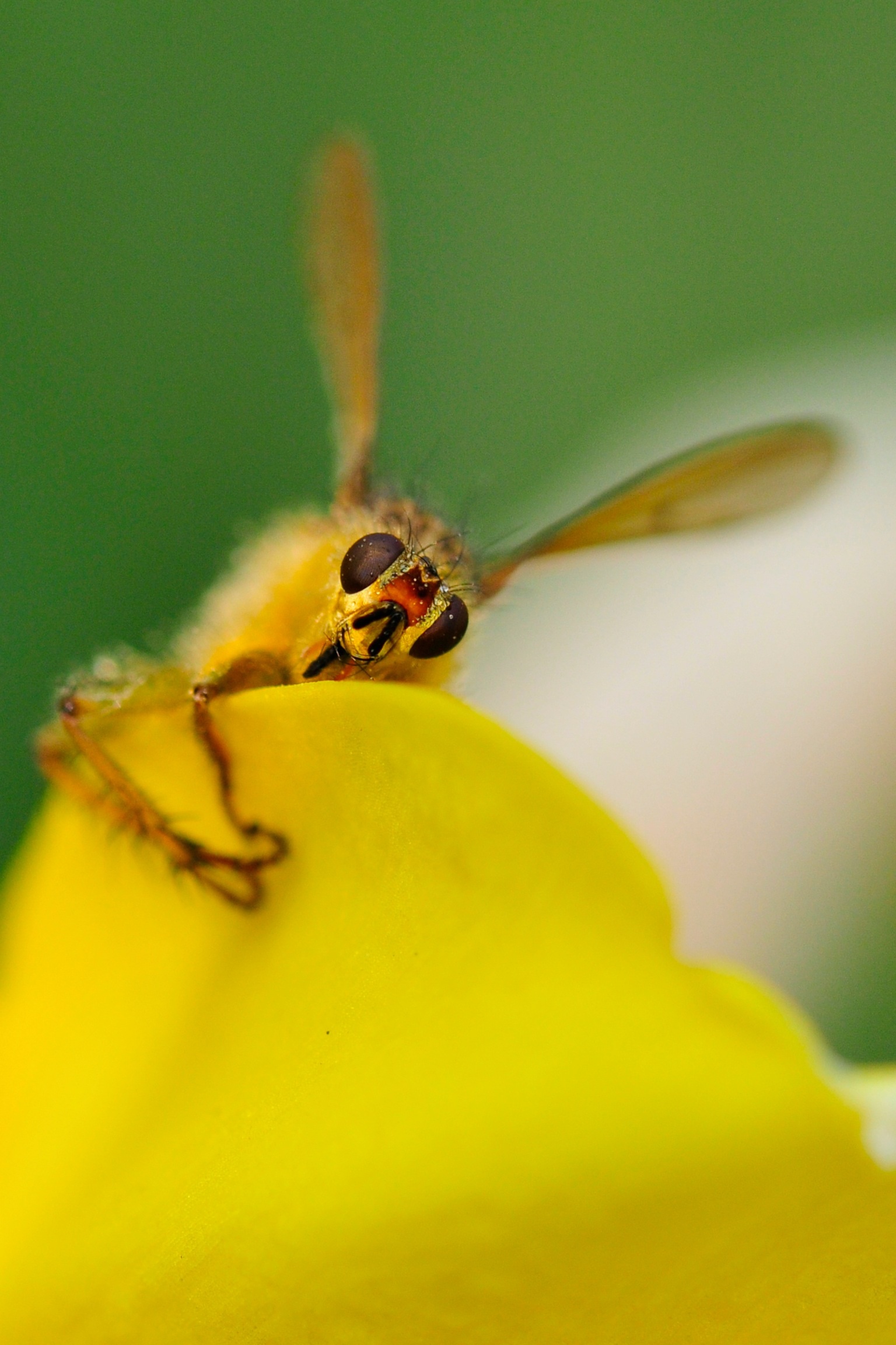 Il mio fiore preferito