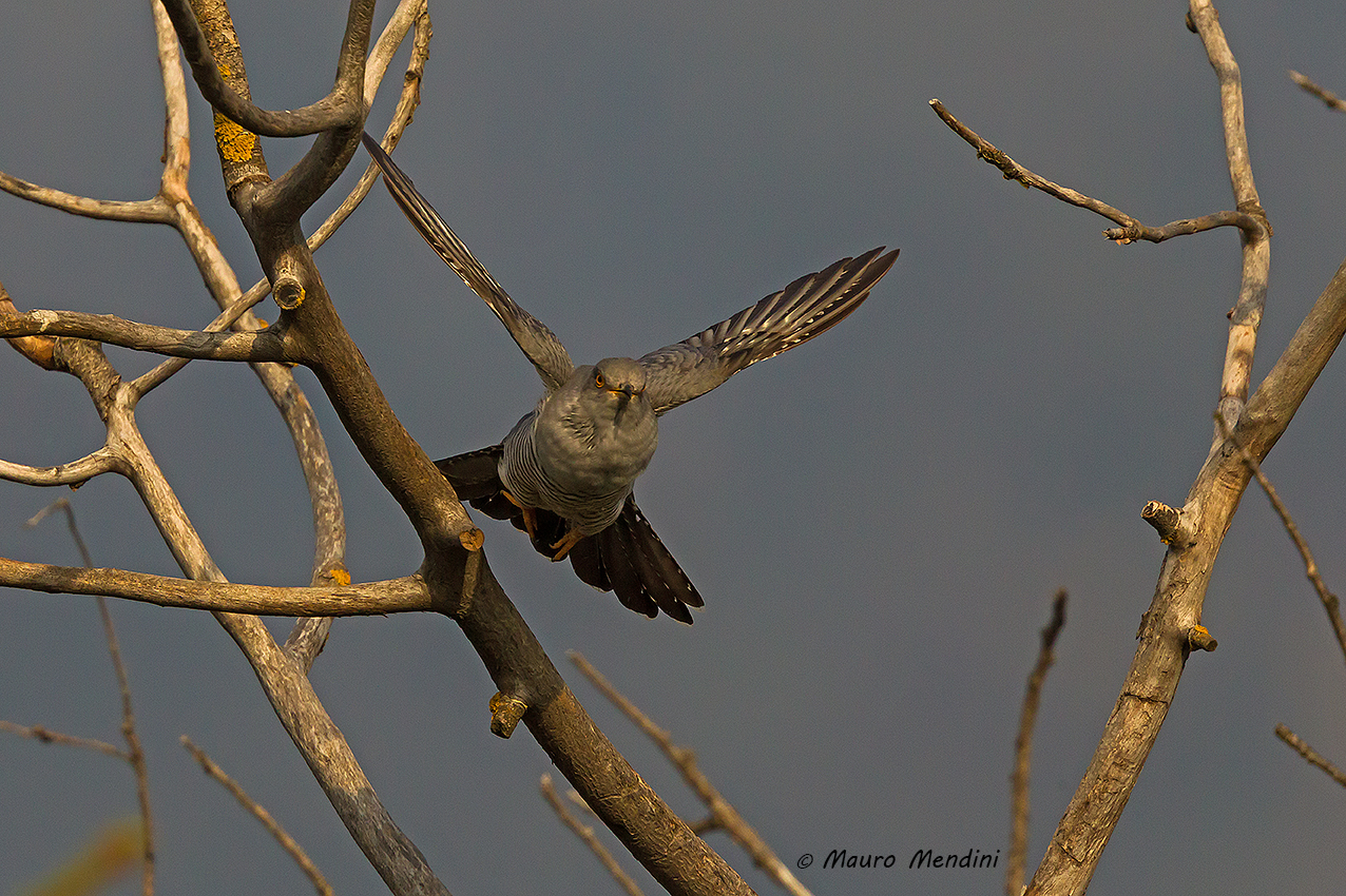 Cerco casa per il mio ovetto...