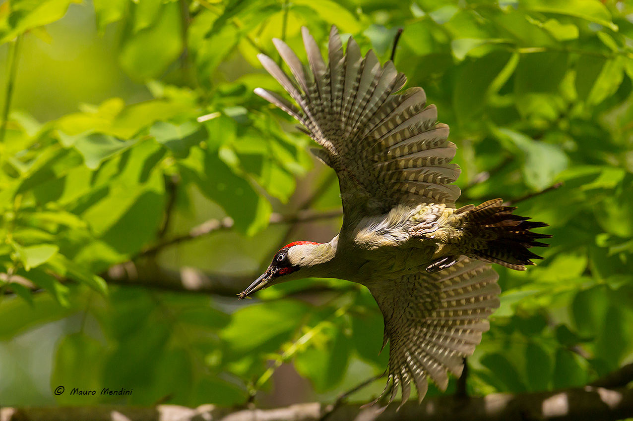 In volo nel fresco del bosco