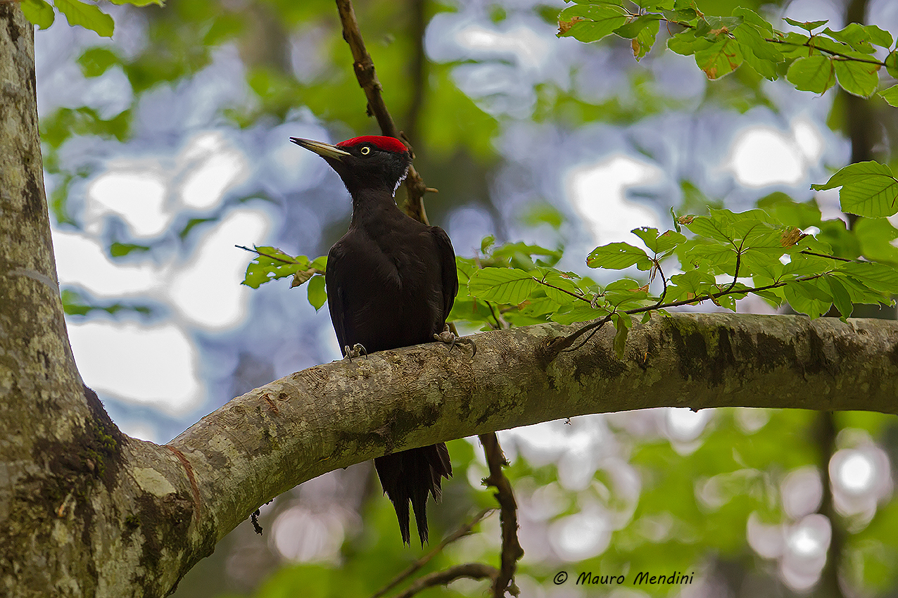 Il forte contrasto del?... nero