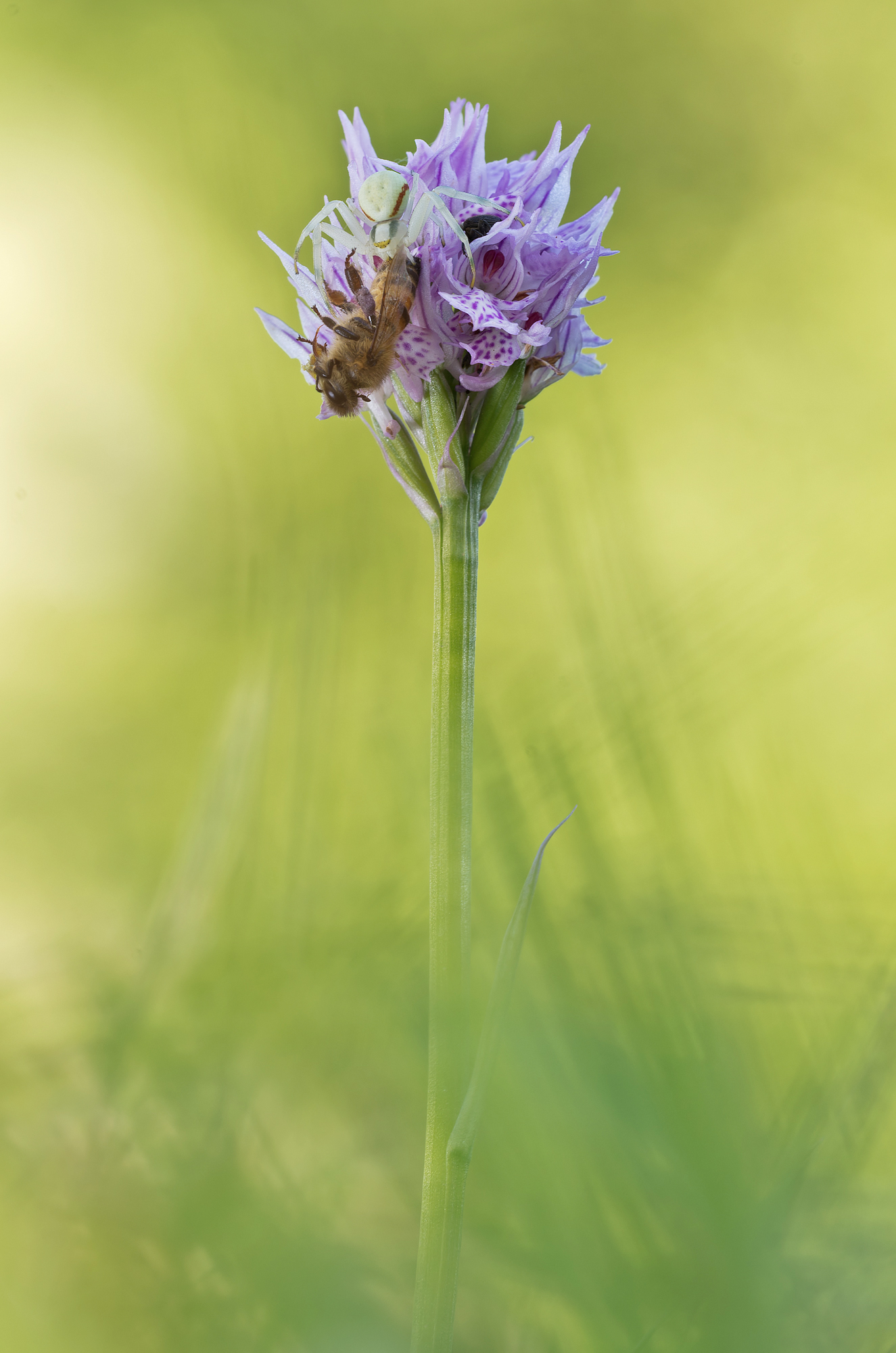 Neotinea tridentata - Orchidaceae