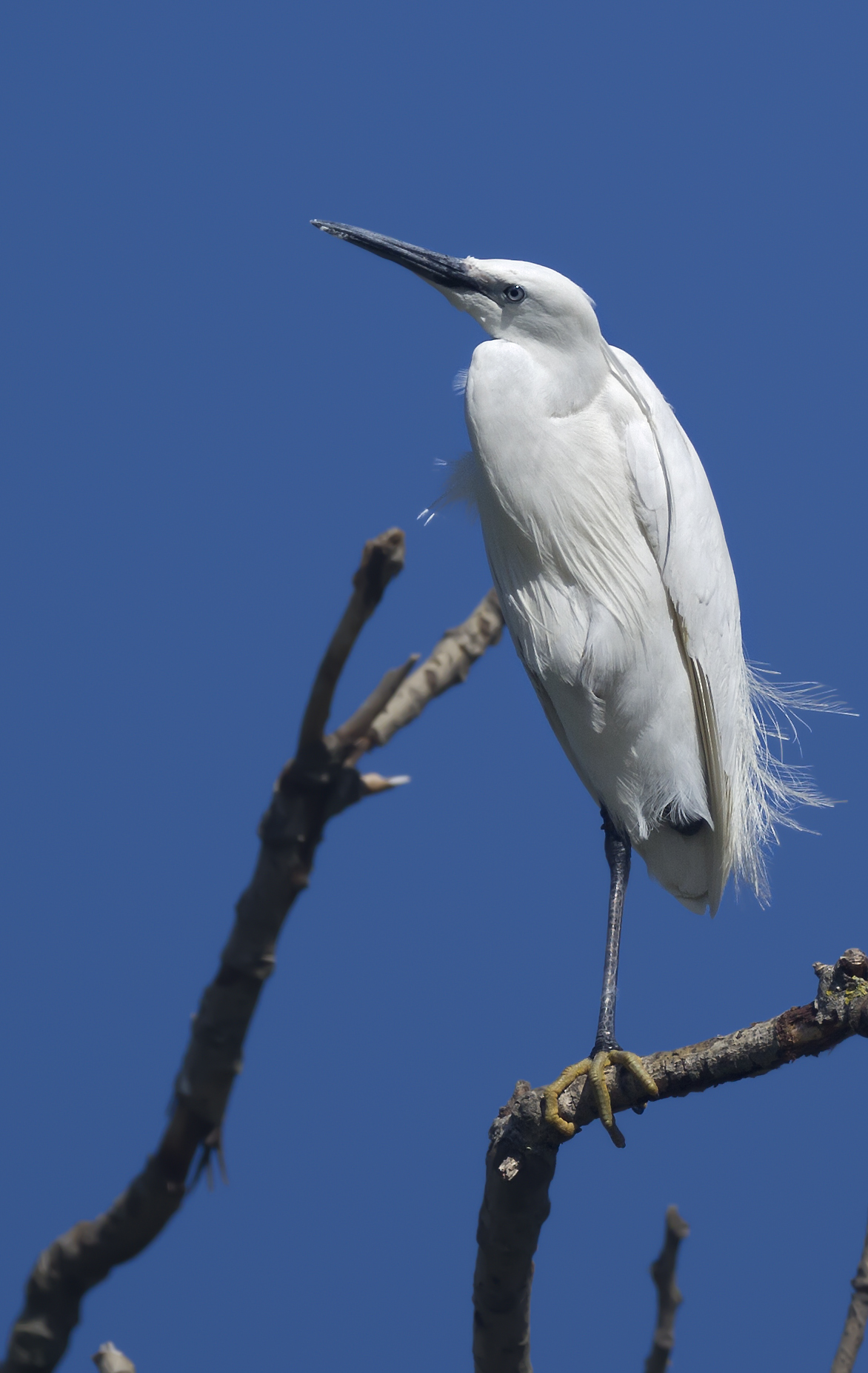 Acclimatized Egret on the river Brembo (Bergamo)