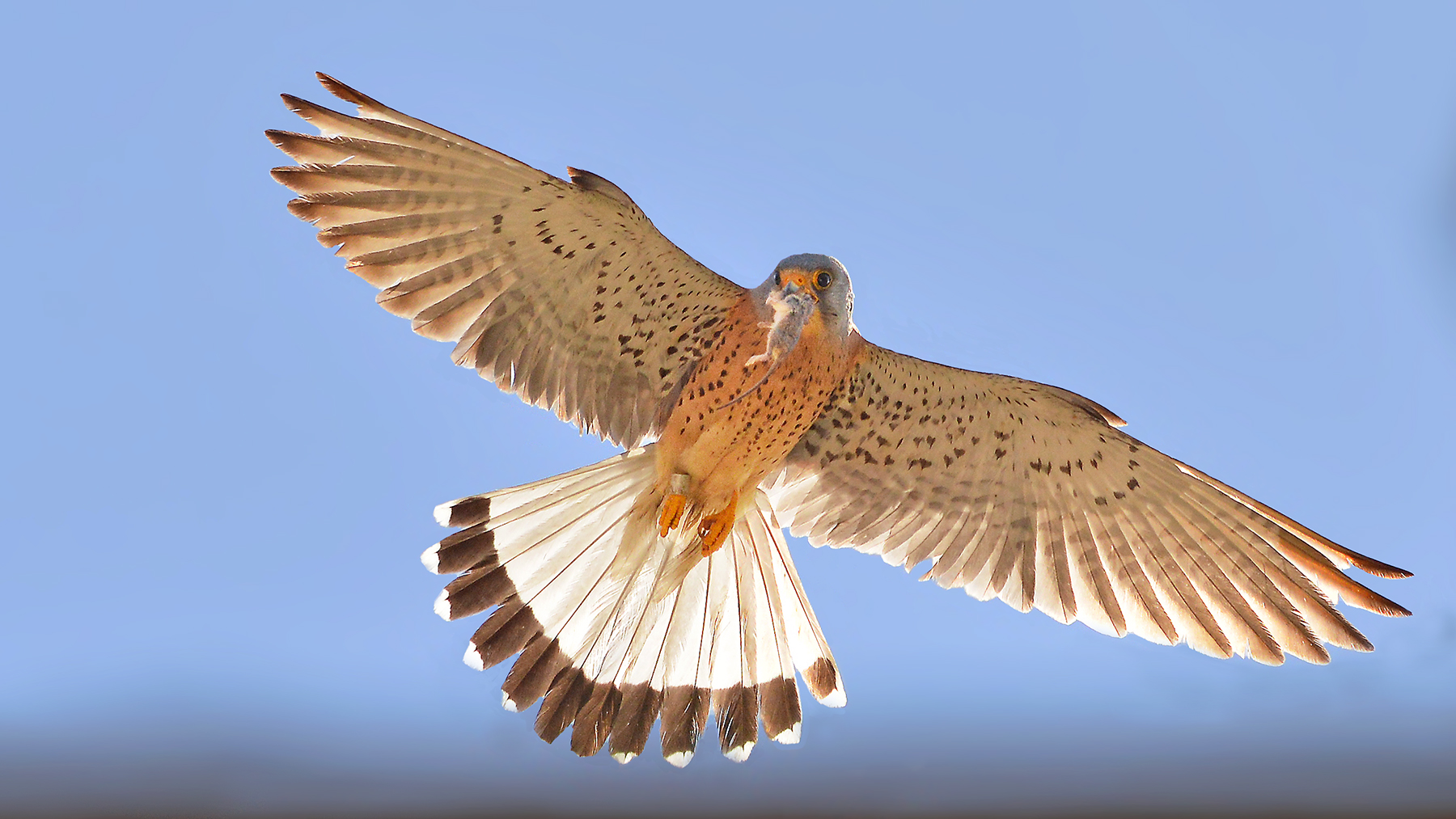 grillaio con topolino