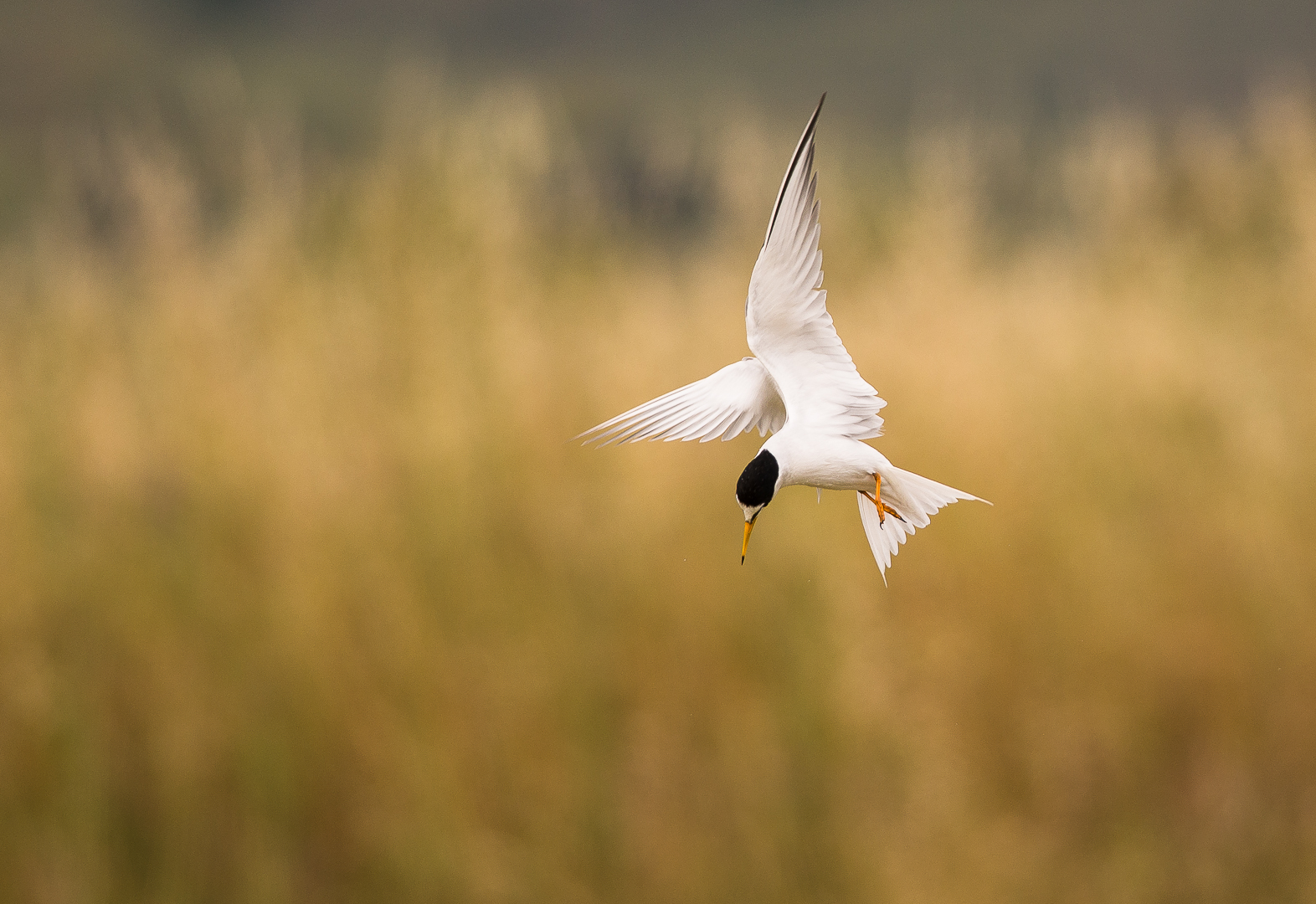 Little tern