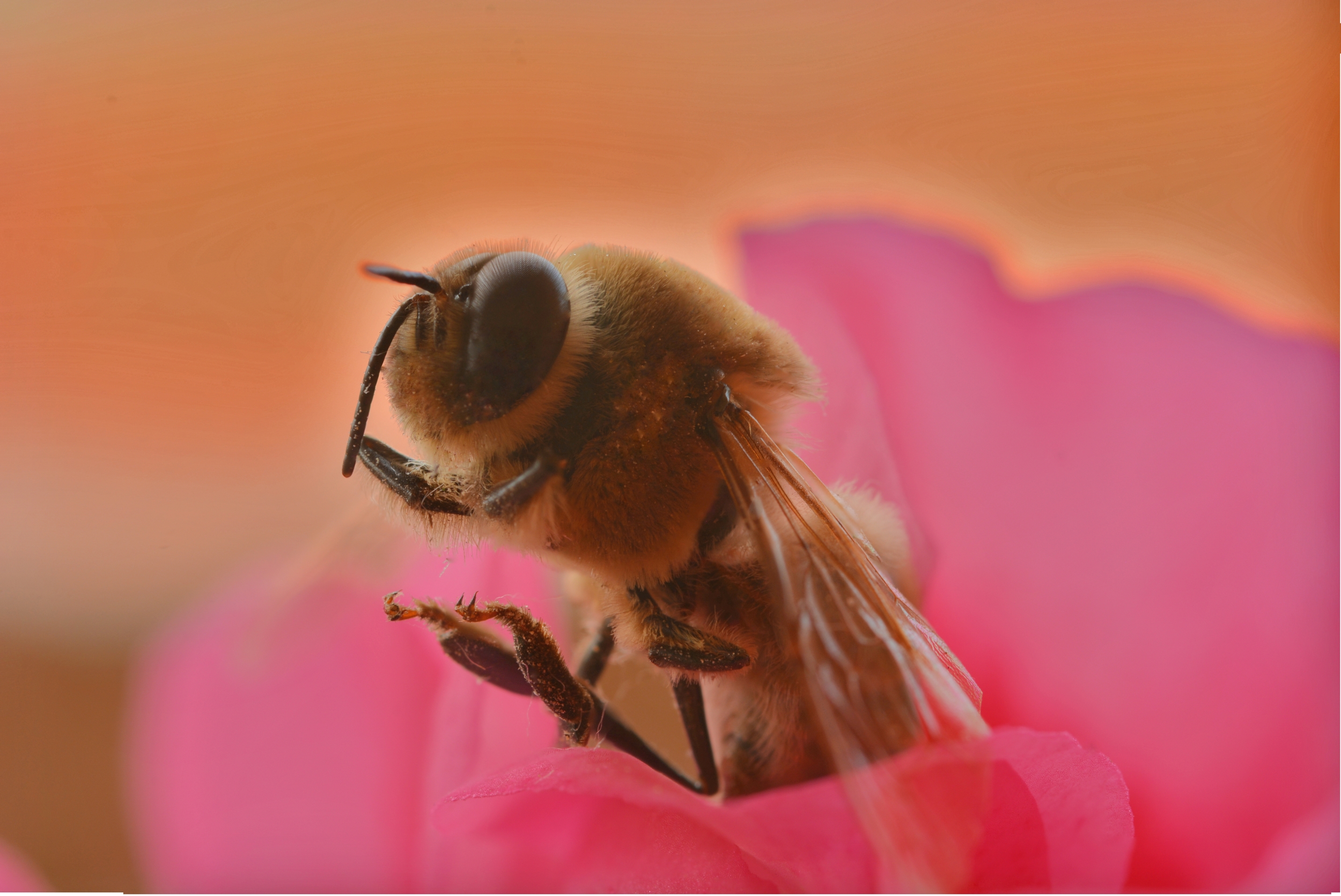 Insetto parente stetto dell' ape