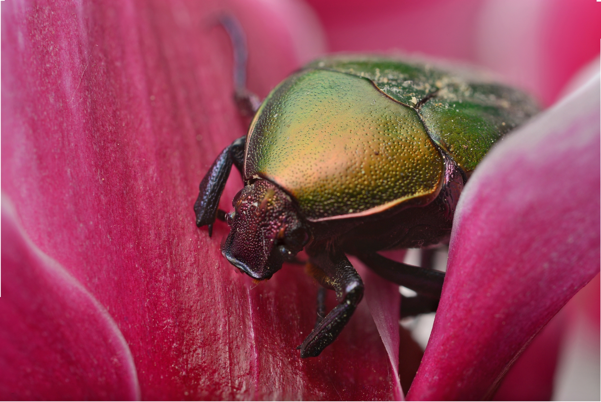 Maggiolino sul ciclamino
