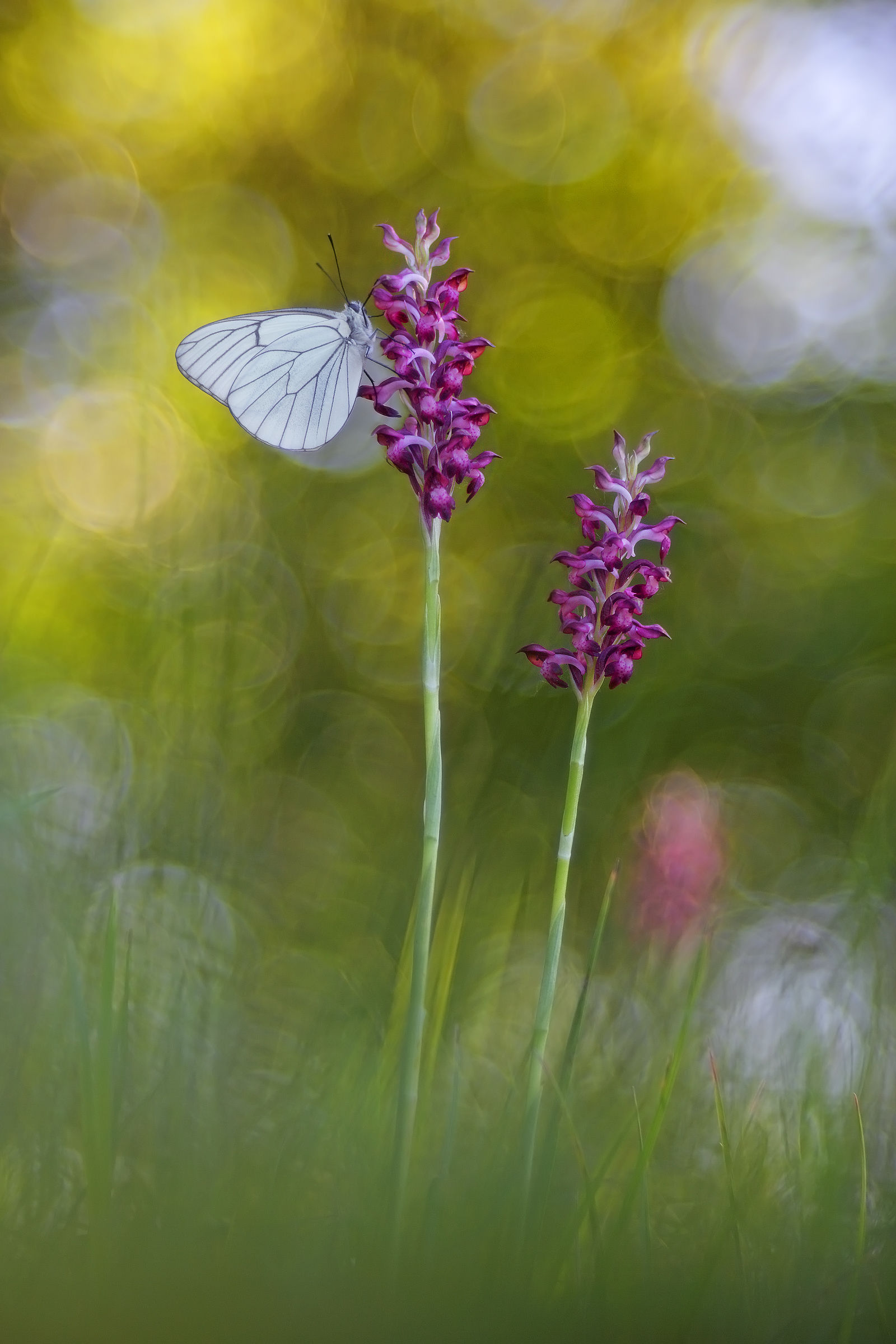 Aporia crataegi su Anacamptis coriophora