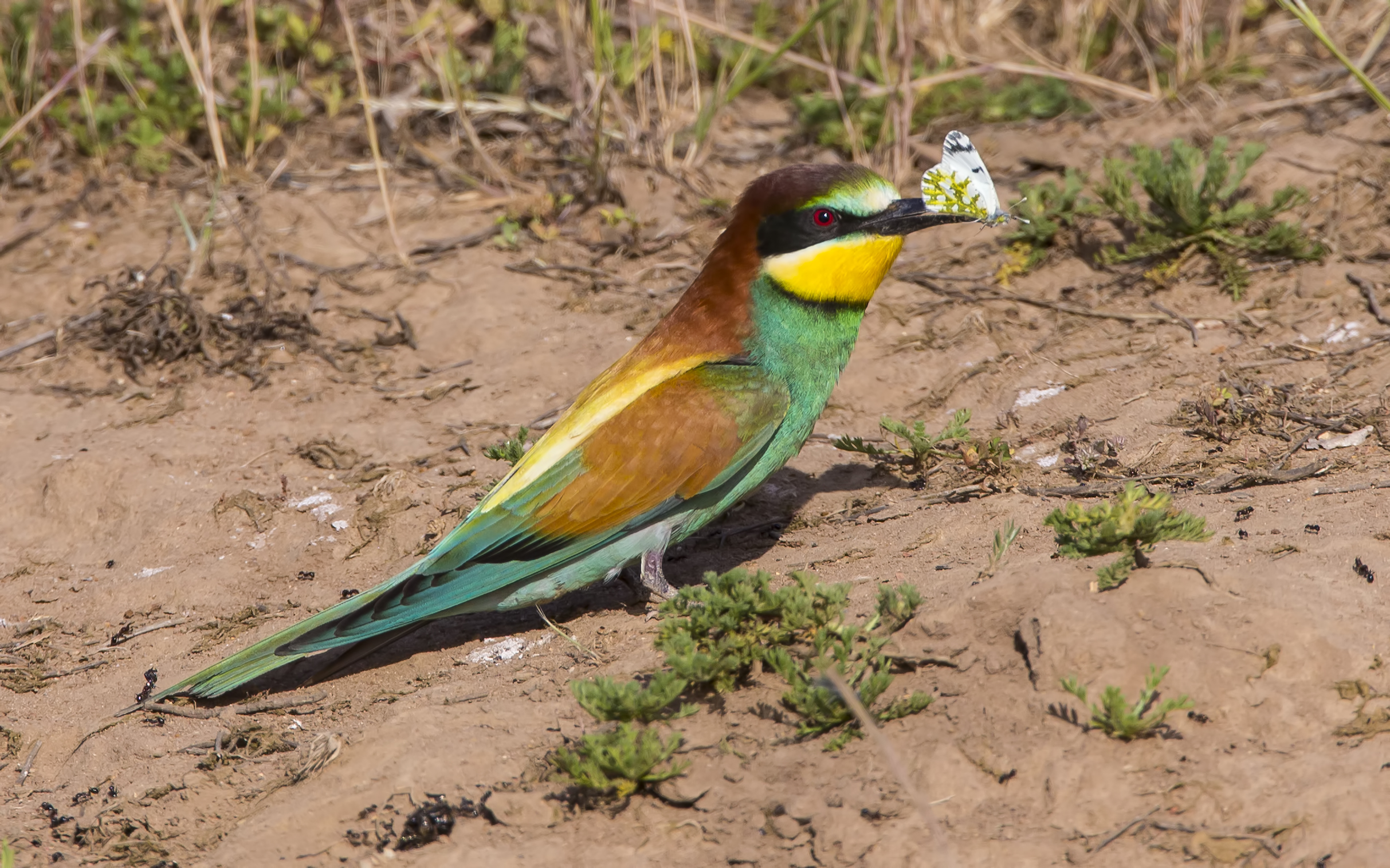 Gruccione con Euchloe ausonia