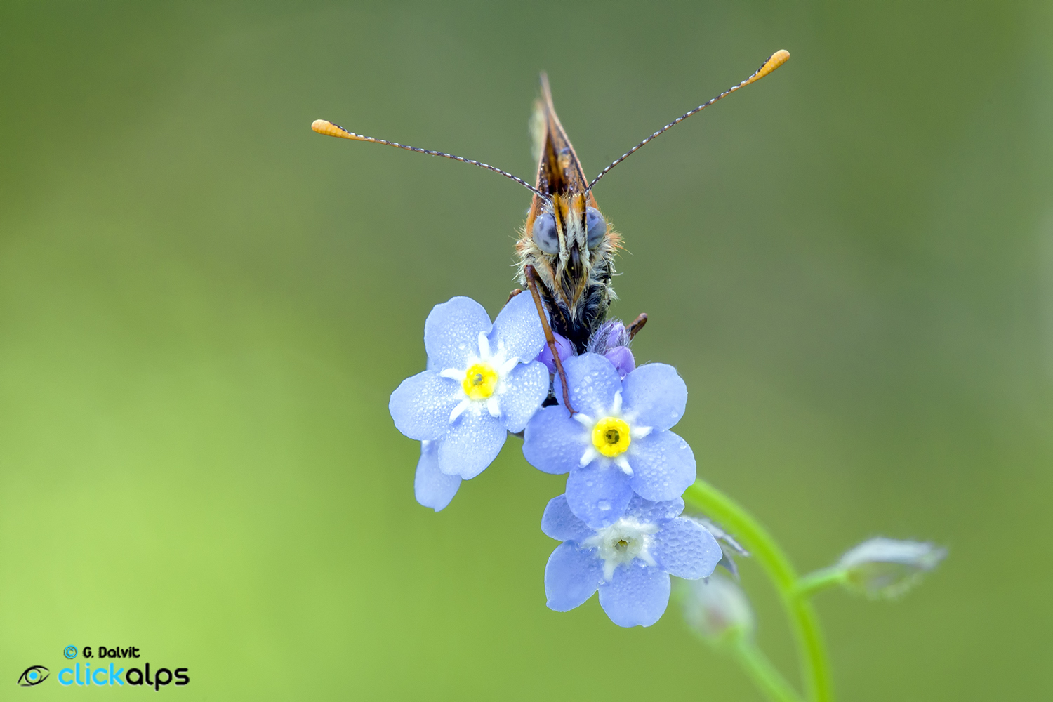 Melitaea Didyma