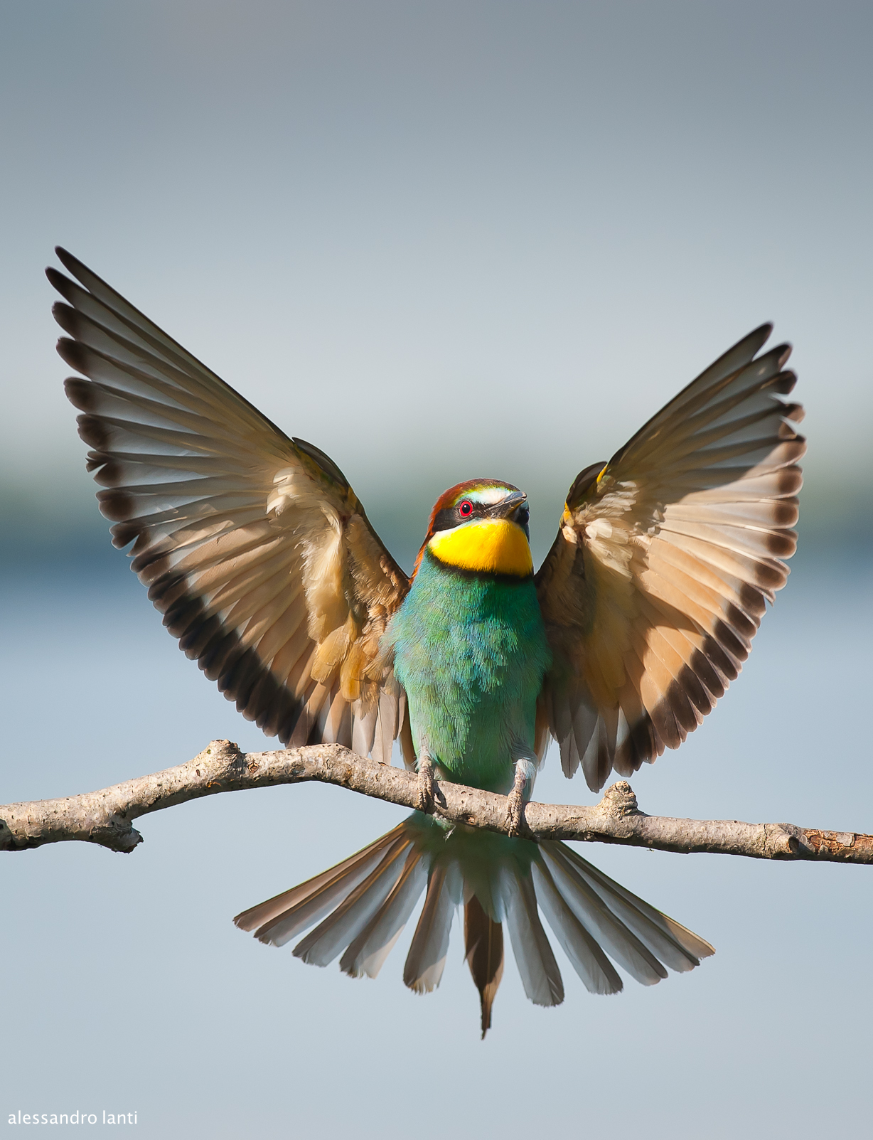 bee-eater