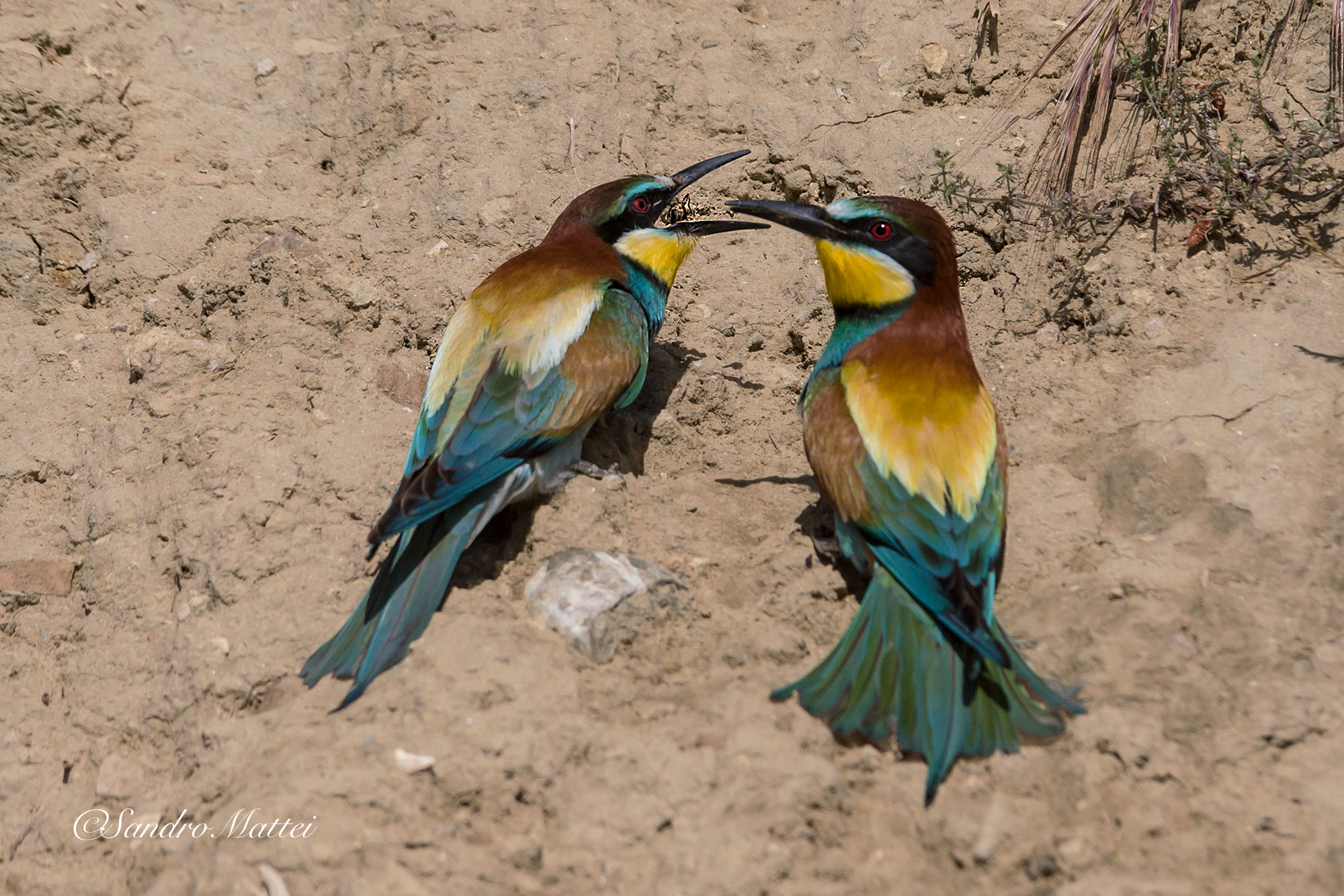 ...il lancio della preda....