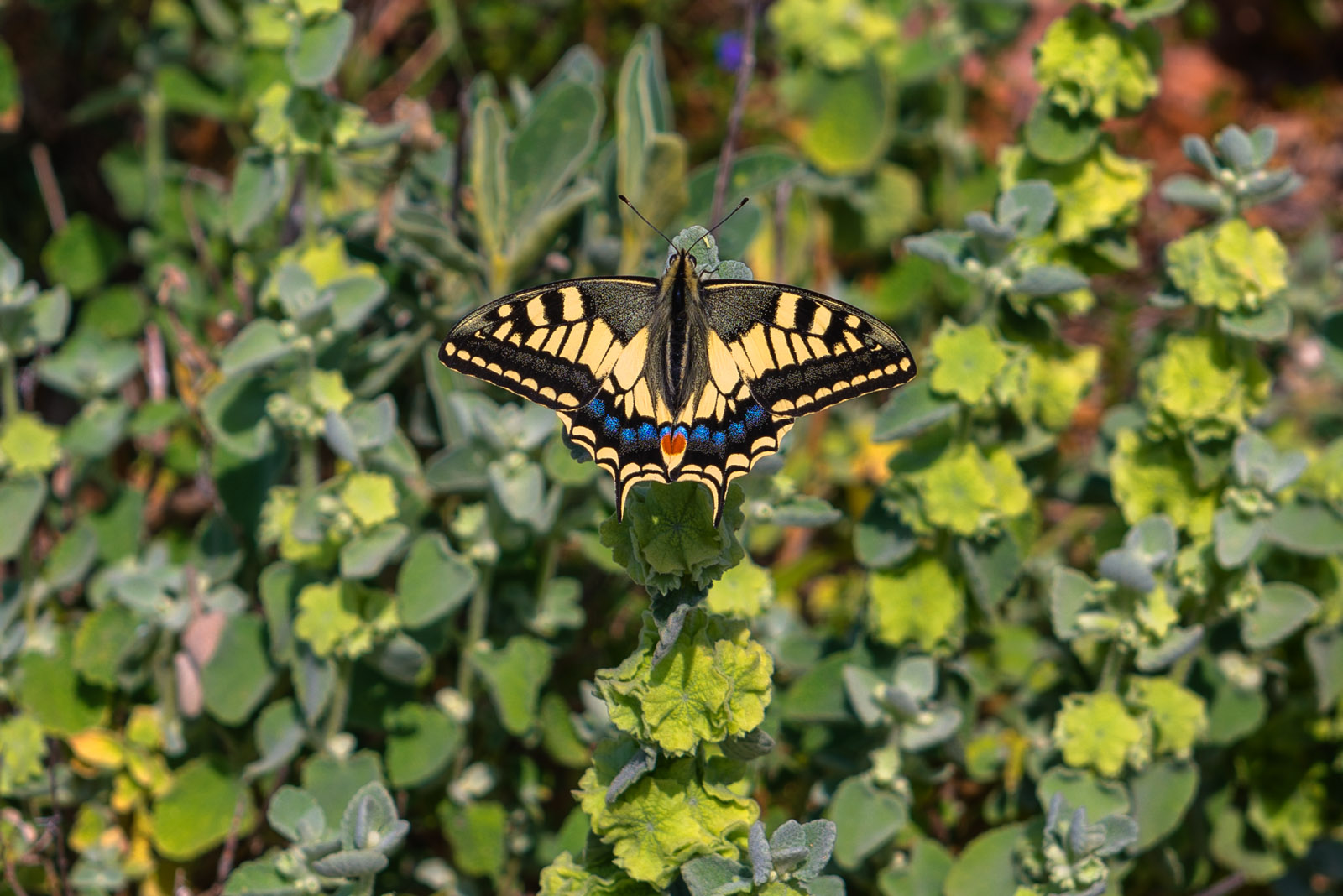 Papilio machaon