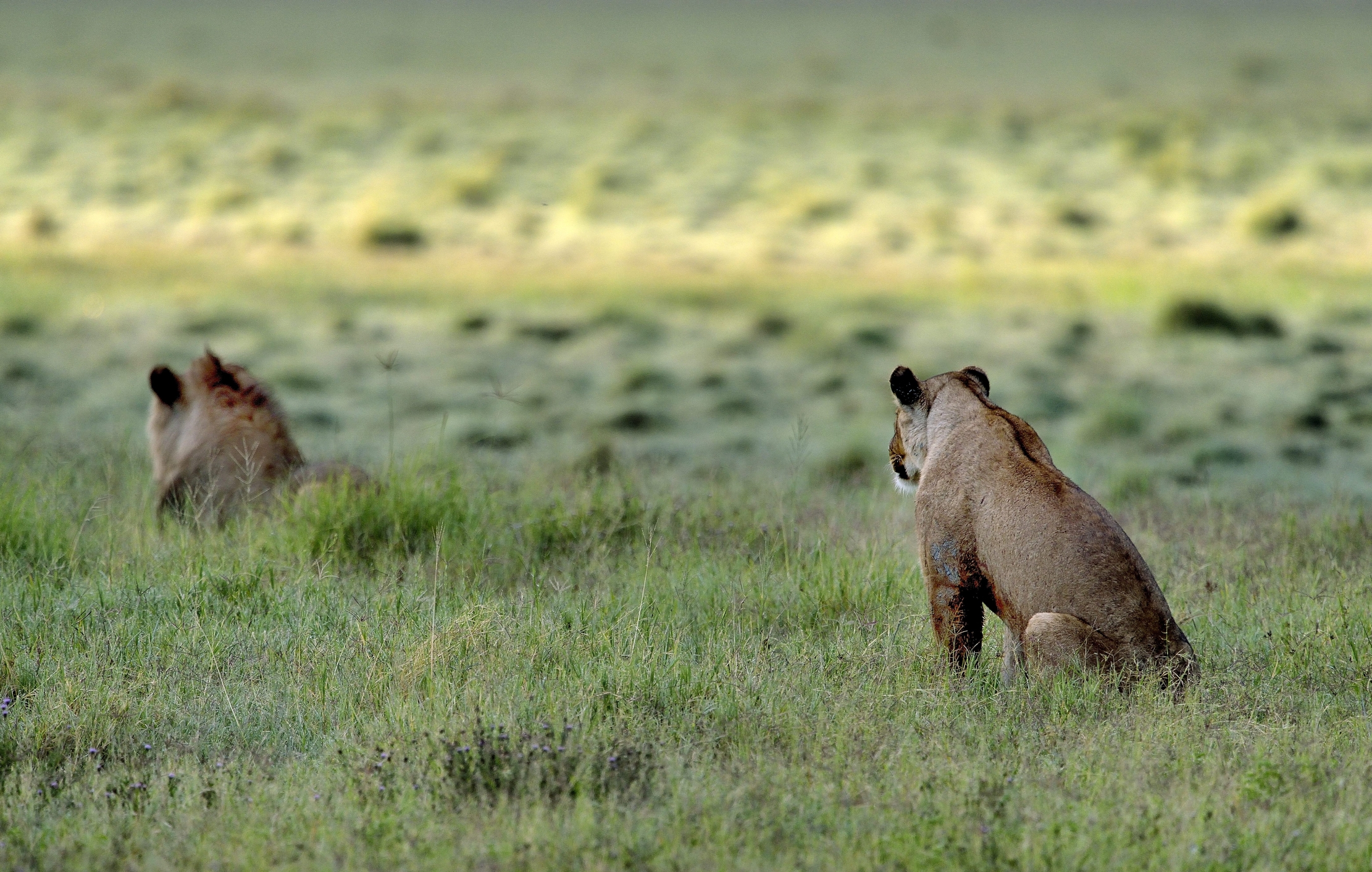 Ngorongoro Crater - ..di punta