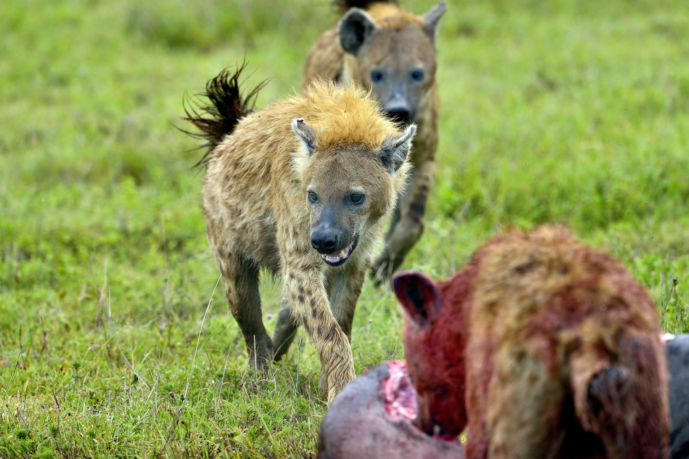 Ngorongoro Crater - iene